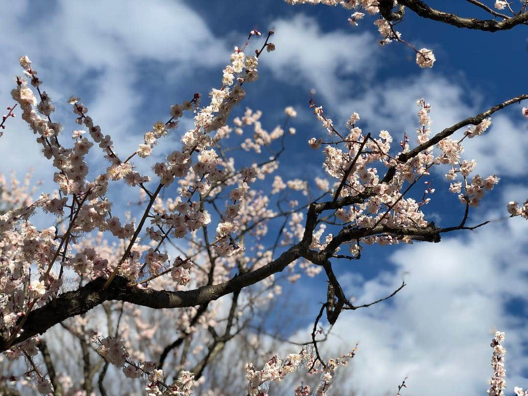 ホリエアツシさんのインスタグラム写真 - (ホリエアツシInstagram)「桜が開花したタイミングでの梅📷 #🌸」3月25日 18時57分 - a.horie