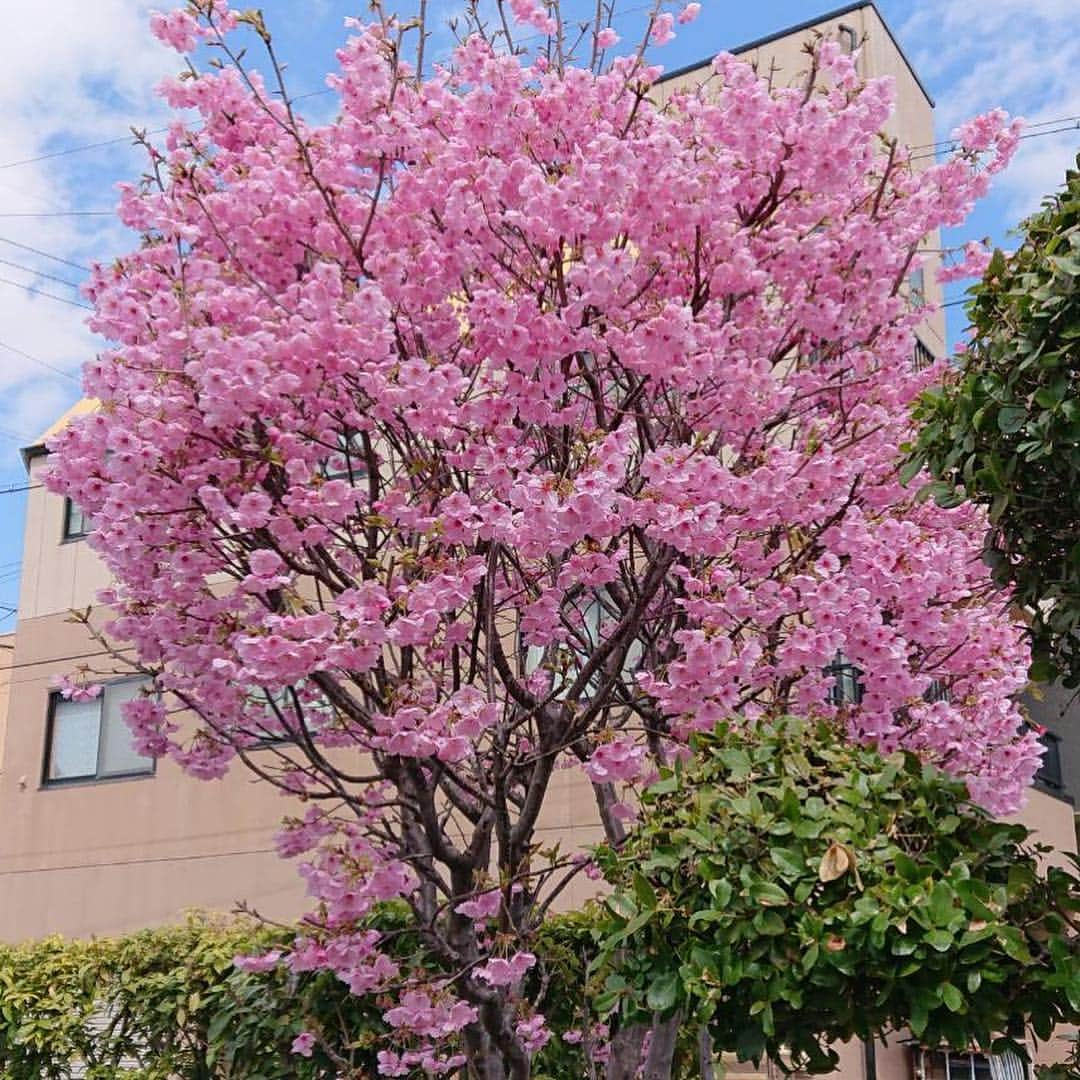 安井友梨さんのインスタグラム写真 - (安井友梨Instagram)「今日のブログは【初桜と月刊ボディビルディング】です。続きは今日のブログご覧下さい  3月25日【月曜日】本日から！！ 月刊ボディビルディング最新号が発売となりました！！ 月刊ボディビルディング初表紙㊗️ 月刊ボディビルディングファン読者の皆様へ、ささやかながら私から日頃の感謝を込めてプレゼントを用意致しました🎁🎁 是非応募してみてくださいね！  私も30歳でこの競技を始めた頃、まさか月刊ボディビルディングの表紙を飾らせて頂ける日がこようとは、夢にも思いませんでした。  競技5年目にして、一つの目標が叶いました。人生何が起こるかわかりませんね。  是非ご覧下さい💗💗 #レギンス  #置き換えダイエット  #jbbf  #月刊ボディビルディング #ビキニフィットネス  #筋トレ女子  @favo_link」3月25日 18時59分 - yuri.yasui.98