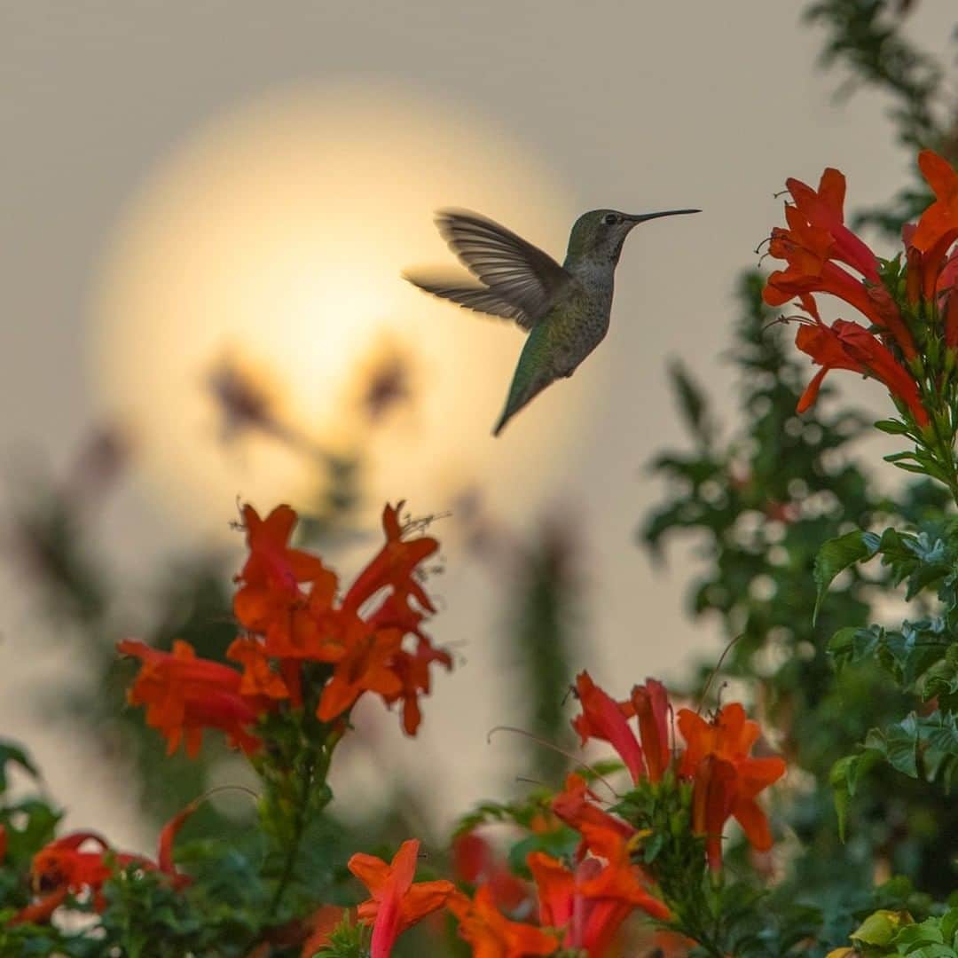 ナショナルジオグラフィックさんのインスタグラム写真 - (ナショナルジオグラフィックInstagram)「Photo by @timlaman | Anna’s hummingbird dining by moonlight. This is one of my favorite images from my hummingbird series. After all, how often have you seen a hummingbird in front of the moon? I shot this early one morning as the full moon set just before sunrise. If you like hummingbirds, you might enjoy browsing more @TimLaman.  #hummingbird #moon #birds #wildlifephotography #sunnylands #coachellavalley #california」3月25日 19時04分 - natgeo