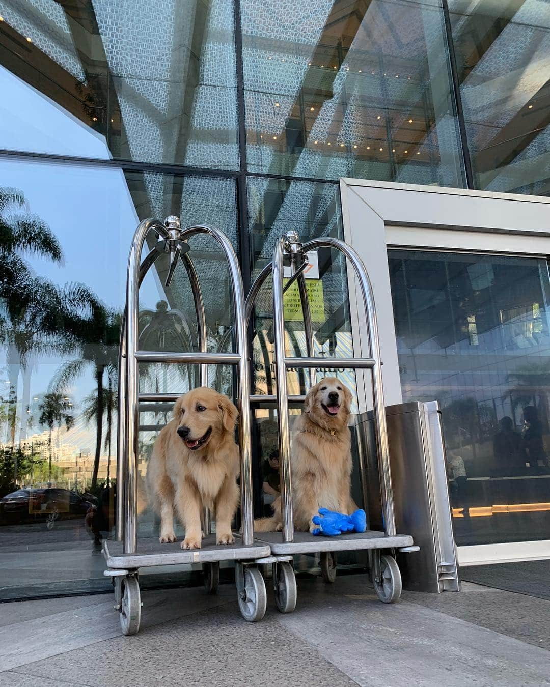 Bobさんのインスタグラム写真 - (BobInstagram)「E no final de semana ficamos hospedados no @hiltonmorumbi , hotel Petfriendly 👏👏👏 mais uma fica pra vocês! #ilovegolden_retrievers #petsofinstagram #instagrammers #goldenretrievers #petfriendly #hotelpetfriendly #hilton #hiltonsaopaulomorumbi」3月25日 19時23分 - bob_marley_goldenretriever