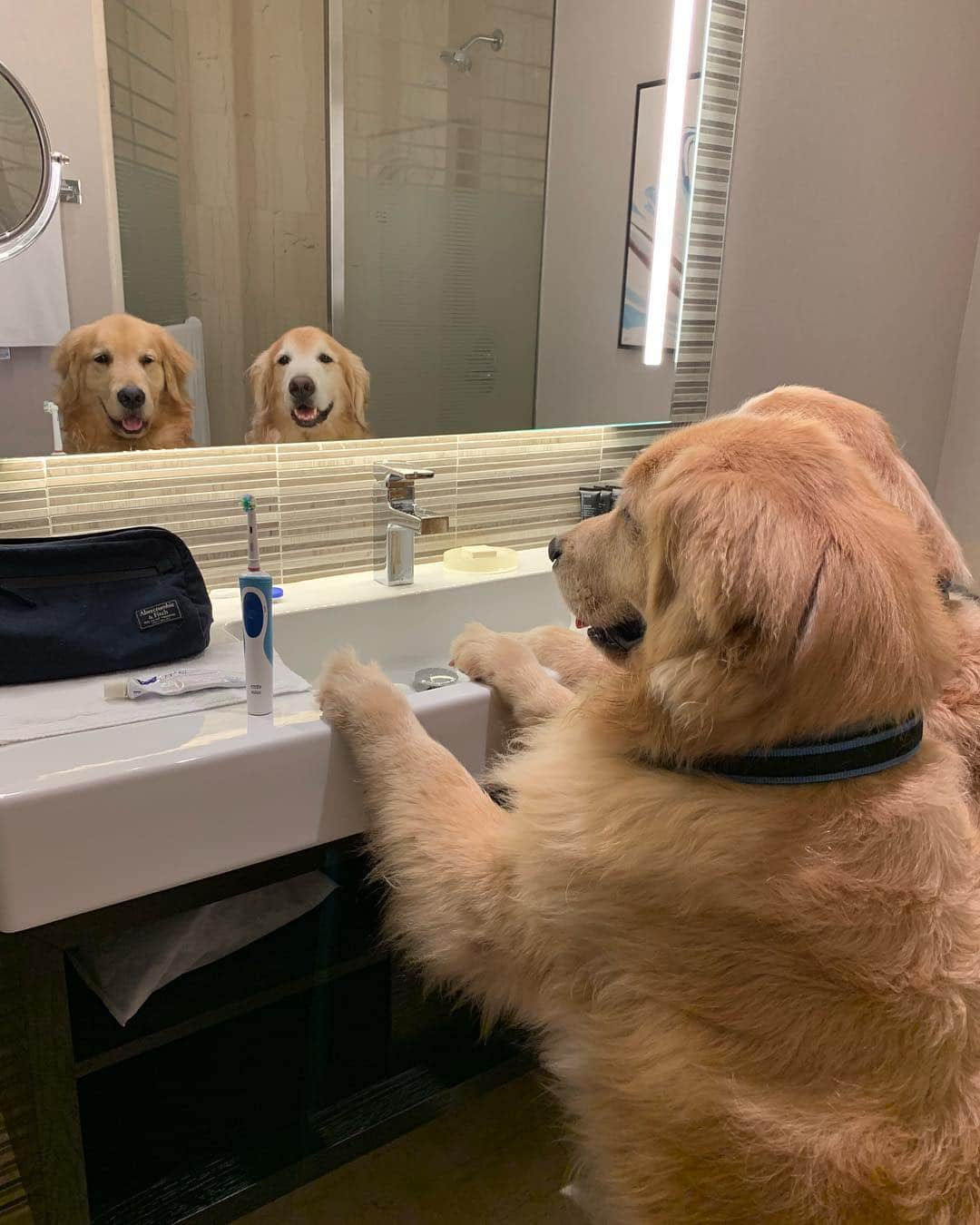 Bobさんのインスタグラム写真 - (BobInstagram)「E no final de semana ficamos hospedados no @hiltonmorumbi , hotel Petfriendly 👏👏👏 mais uma fica pra vocês! #ilovegolden_retrievers #petsofinstagram #instagrammers #goldenretrievers #petfriendly #hotelpetfriendly #hilton #hiltonsaopaulomorumbi」3月25日 19時23分 - bob_marley_goldenretriever