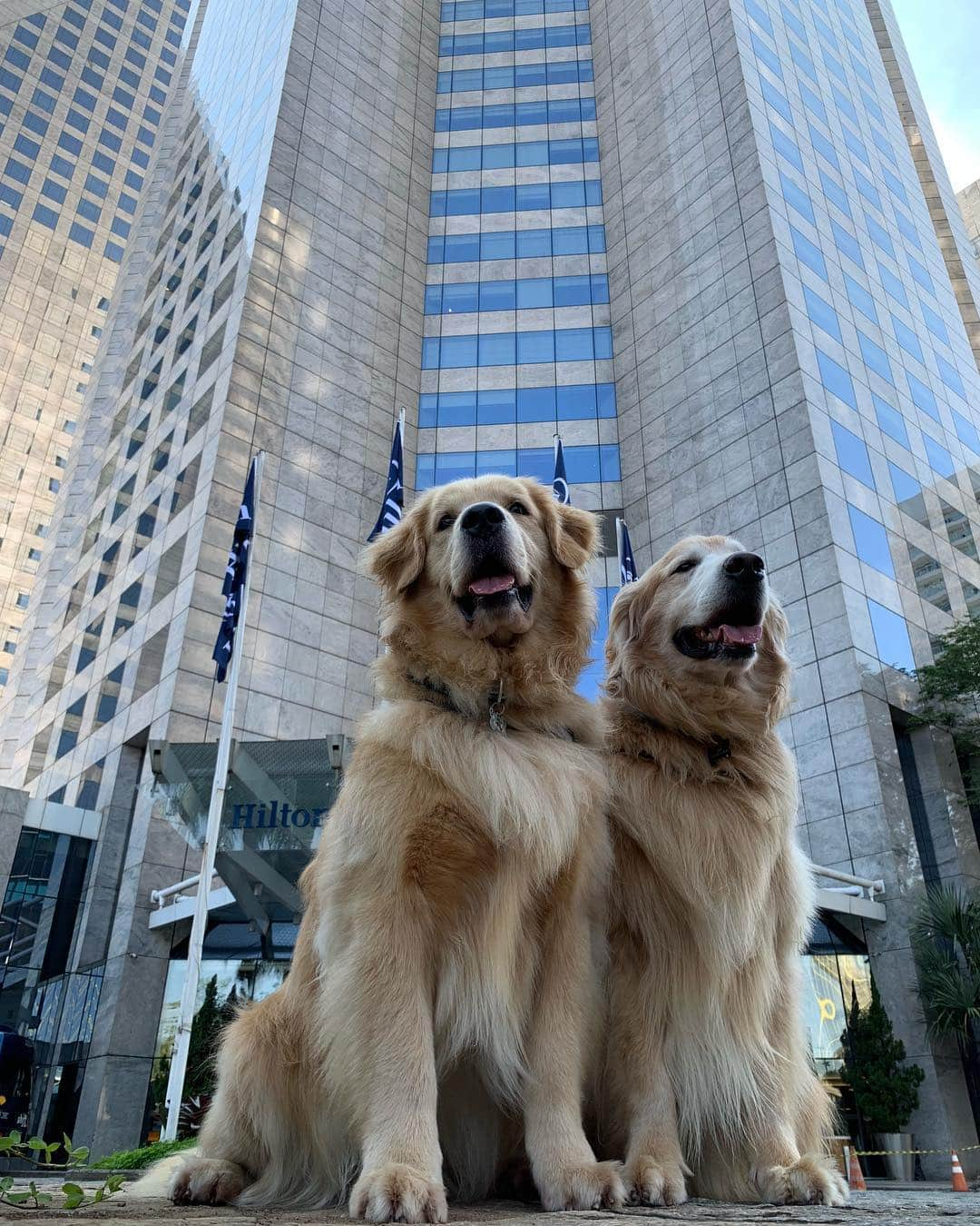 Bobさんのインスタグラム写真 - (BobInstagram)「E no final de semana ficamos hospedados no @hiltonmorumbi , hotel Petfriendly 👏👏👏 mais uma fica pra vocês! #ilovegolden_retrievers #petsofinstagram #instagrammers #goldenretrievers #petfriendly #hotelpetfriendly #hilton #hiltonsaopaulomorumbi」3月25日 19時23分 - bob_marley_goldenretriever