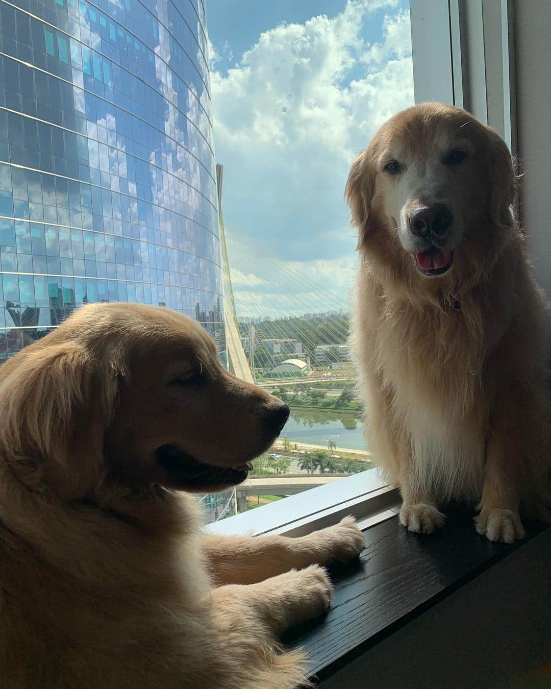 Bobさんのインスタグラム写真 - (BobInstagram)「E no final de semana ficamos hospedados no @hiltonmorumbi , hotel Petfriendly 👏👏👏 mais uma fica pra vocês! #ilovegolden_retrievers #petsofinstagram #instagrammers #goldenretrievers #petfriendly #hotelpetfriendly #hilton #hiltonsaopaulomorumbi」3月25日 19時23分 - bob_marley_goldenretriever