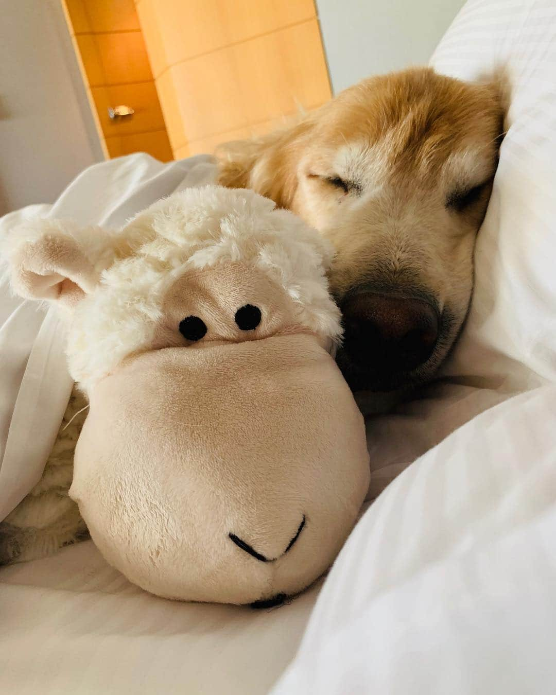 Bobさんのインスタグラム写真 - (BobInstagram)「E no final de semana ficamos hospedados no @hiltonmorumbi , hotel Petfriendly 👏👏👏 mais uma fica pra vocês! #ilovegolden_retrievers #petsofinstagram #instagrammers #goldenretrievers #petfriendly #hotelpetfriendly #hilton #hiltonsaopaulomorumbi」3月25日 19時23分 - bob_marley_goldenretriever