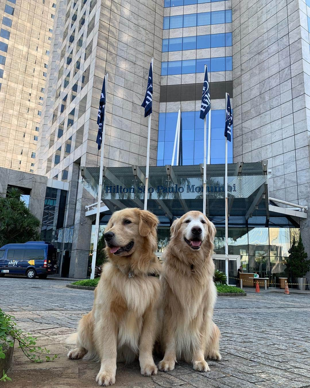 Bobさんのインスタグラム写真 - (BobInstagram)「E no final de semana ficamos hospedados no @hiltonmorumbi , hotel Petfriendly 👏👏👏 mais uma fica pra vocês! #ilovegolden_retrievers #petsofinstagram #instagrammers #goldenretrievers #petfriendly #hotelpetfriendly #hilton #hiltonsaopaulomorumbi」3月25日 19時23分 - bob_marley_goldenretriever