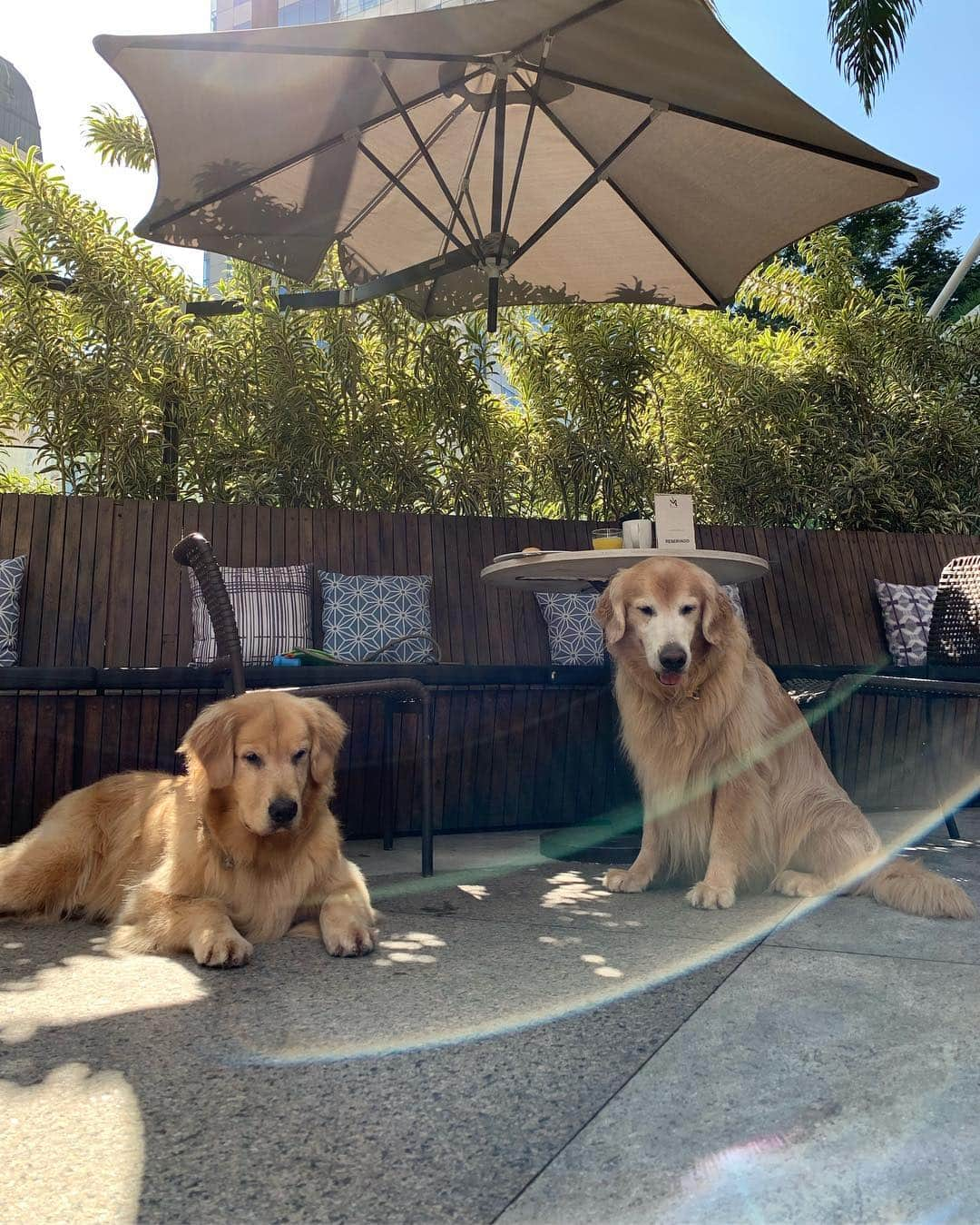 Bobさんのインスタグラム写真 - (BobInstagram)「E no final de semana ficamos hospedados no @hiltonmorumbi , hotel Petfriendly 👏👏👏 mais uma fica pra vocês! #ilovegolden_retrievers #petsofinstagram #instagrammers #goldenretrievers #petfriendly #hotelpetfriendly #hilton #hiltonsaopaulomorumbi」3月25日 19時23分 - bob_marley_goldenretriever