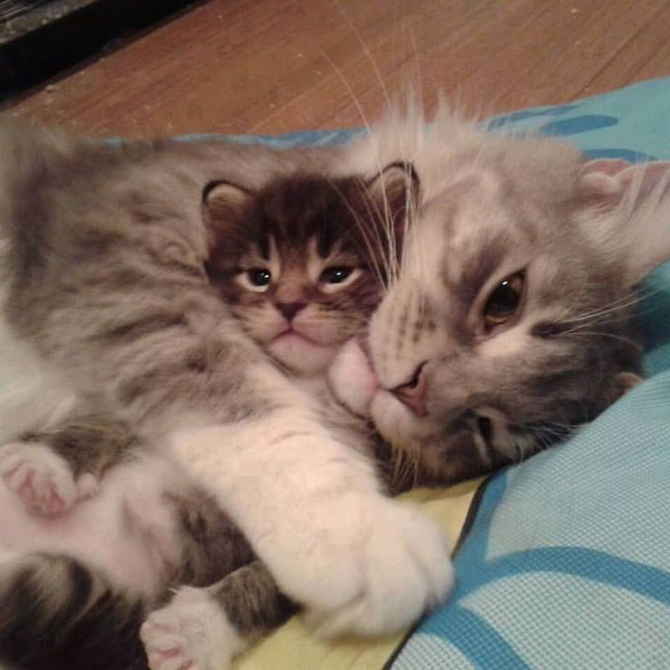 9GAGさんのインスタグラム写真 - (9GAGInstagram)「Ctrl+c, Ctrl+v - More cute cat pictures at @meowed #meowed #cat #9gag」3月25日 19時26分 - 9gag