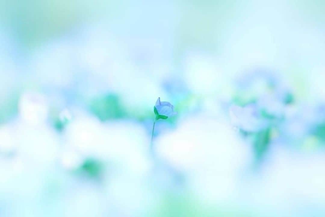 花の写真館のインスタグラム：「Photo by @kazumi_keisuke_style720.422.⠀ https://instagram.com/kazumi_keisuke_style720.422/⠀ .⠀ Original Post[投稿頂いたURL]⠀ https://www.instagram.com/p/BvLGqgulwJz/⠀ .⠀ 本アカウントは、 #私の花の写真 をつけてInstagramに投稿された皆さまの花の写真や、「花の写真館」Facebookページで投稿された花の写真を紹介します。⠀ 「花の写真館」Facebookページは、「 @floral.photograph 」のプロフィールにあるURLからご覧ください。⠀ .⠀ #花の写真館 #floralphotograph #floralphoto #flower #flowers #富士フイルム #FUJIFILM⠀ Follow: @floral.photograph」