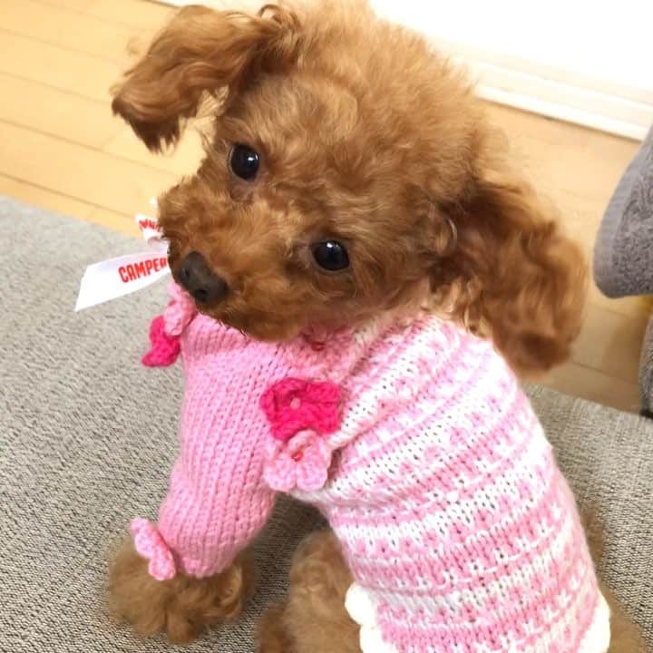 のインスタグラム：「おばあちゃの桜の新作ニットを 来て、近所の桜を見に🌸🐶😉 だいぶ咲き始めました👍 #プードル#トイプードル#ティーカッププードル#犬#poodle#teacuppoodle#toypoodle#dog#dogstagram#instadog#푸들#caniche#Pudel#貴婦狗#animalsco」