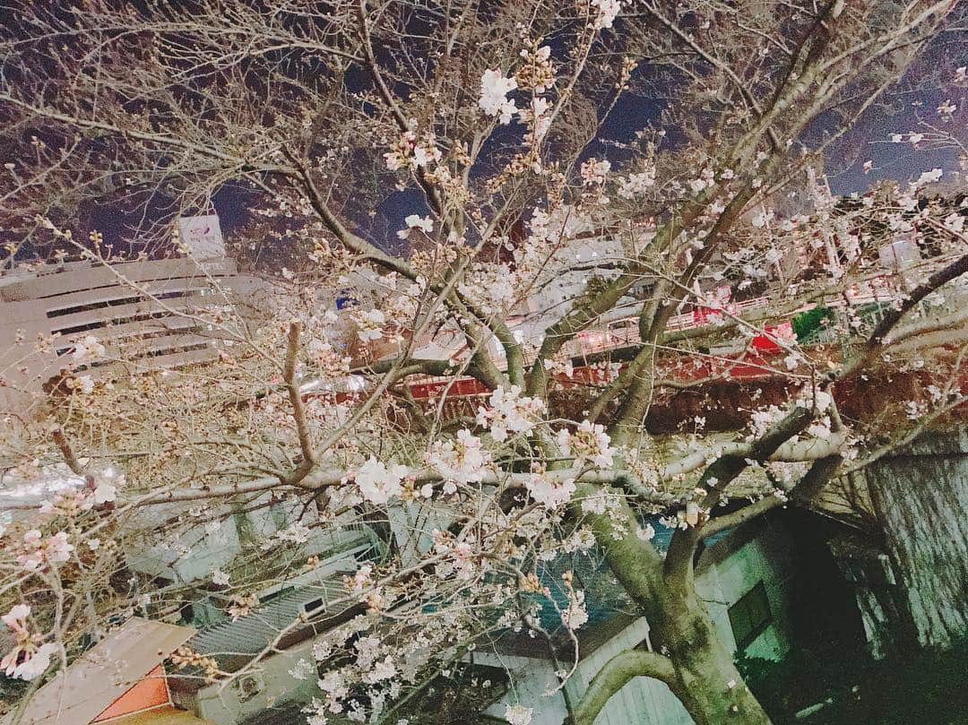 武田るいさんのインスタグラム写真 - (武田るいInstagram)「夜桜〜🌸すごく素敵✨🌸💕 はやく満開にならないかな🍓❤️ #夜桜 #🌸 #桜 #sakura #flower #japan」3月25日 19時39分 - rui_1002