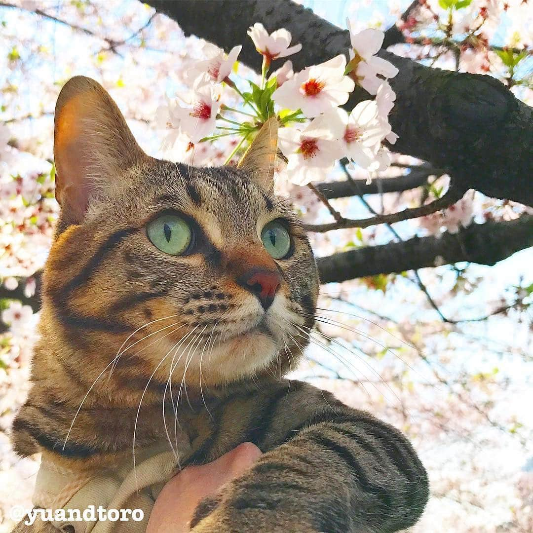 ゆうとろ（柴犬ゆうと猫のとろ）のインスタグラム