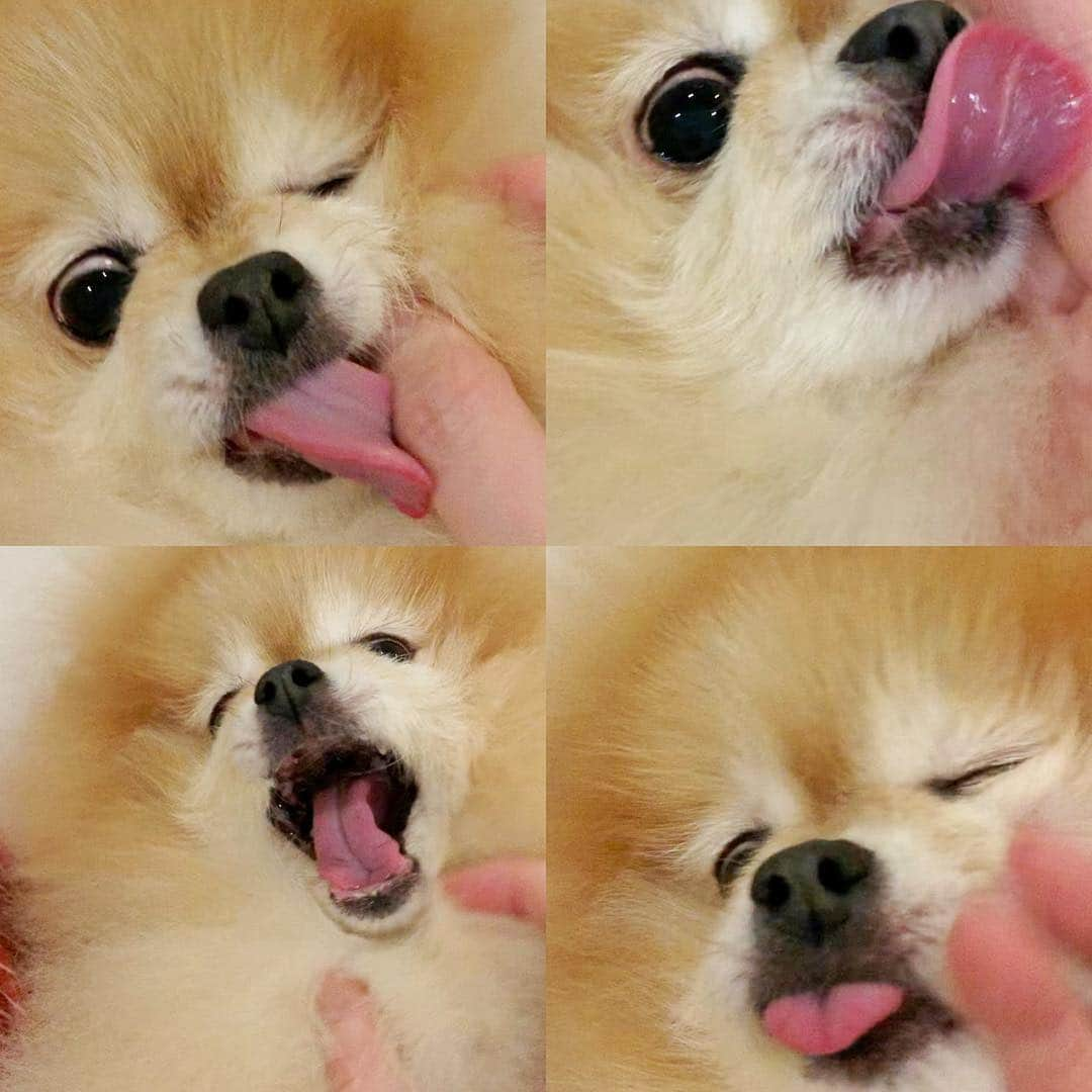 Ella Chuffyさんのインスタグラム写真 - (Ella ChuffyInstagram)「Lickin..licking~👅🥰🧡🐶 . . . . . #ellachuffy #pet #petstageam #pomeranianpage #pomeraniansofinstagram #pretty #cutedog #pompom #pomeranianlife #pomeranianworld #perfectpetss #pomeranian #aplacetolovedogs  #topdogphoto #pomeraniansofinstagram #fluffypack #showcasing_pets #anmlsposts #dog #coolangle369 #iflmdog #犬 #狗 #everydaydoglover #puppy #собаки #ポメラニアン」3月25日 19時54分 - missdiad