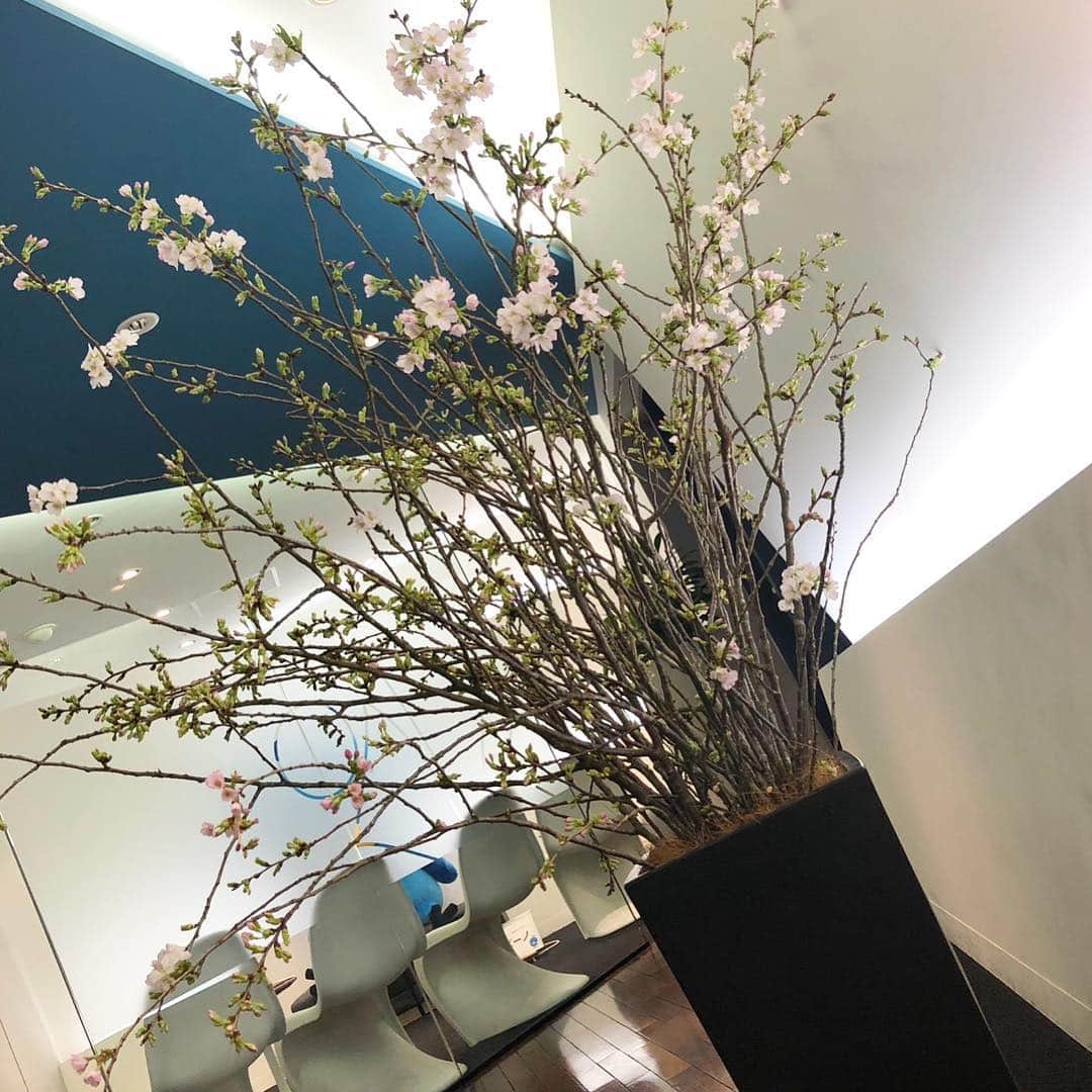 ベンチャーリパブリックのインスタグラム：「春ですね🌸 いつでも桜を楽しめるように、今年はオフィスの中にも飾ってみました！ まだまだ蕾ばかりですが、これからどのように変化していくのかを毎日見るのが楽しみです。 ご来社いただくお客様はもちろん、スタッフの癒しとなれば嬉しいです☺️ --- #ベンチャーリパブリック #西麻布 #桜 #nishiazabu #venturerepublic #linetraveljp #cherryblossom」