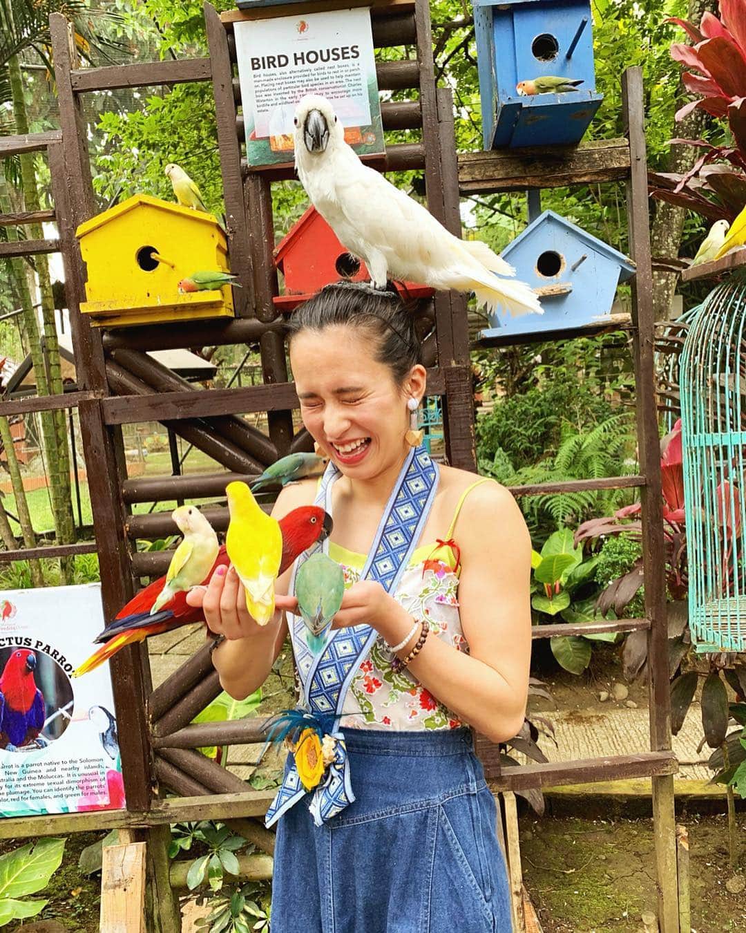 持永真実さんのインスタグラム写真 - (持永真実Instagram)「. 🦉🦜🦅🦆🦃 かわいいでしょ〜😍 Malagos Gardenでカラフルな鳥ちゃんたちと戯れました🌈😆👍🌿 とっっっても興奮して汗だく(笑) #まみtrip #まみinフィリピン #フィリピン #ダバオ #Philippines #Davao #malagosgardenresort #CEBTravelSquadJapan #もっと楽しいフィリピン #フィリピンファンセール」3月25日 19時48分 - mami_mochinaga