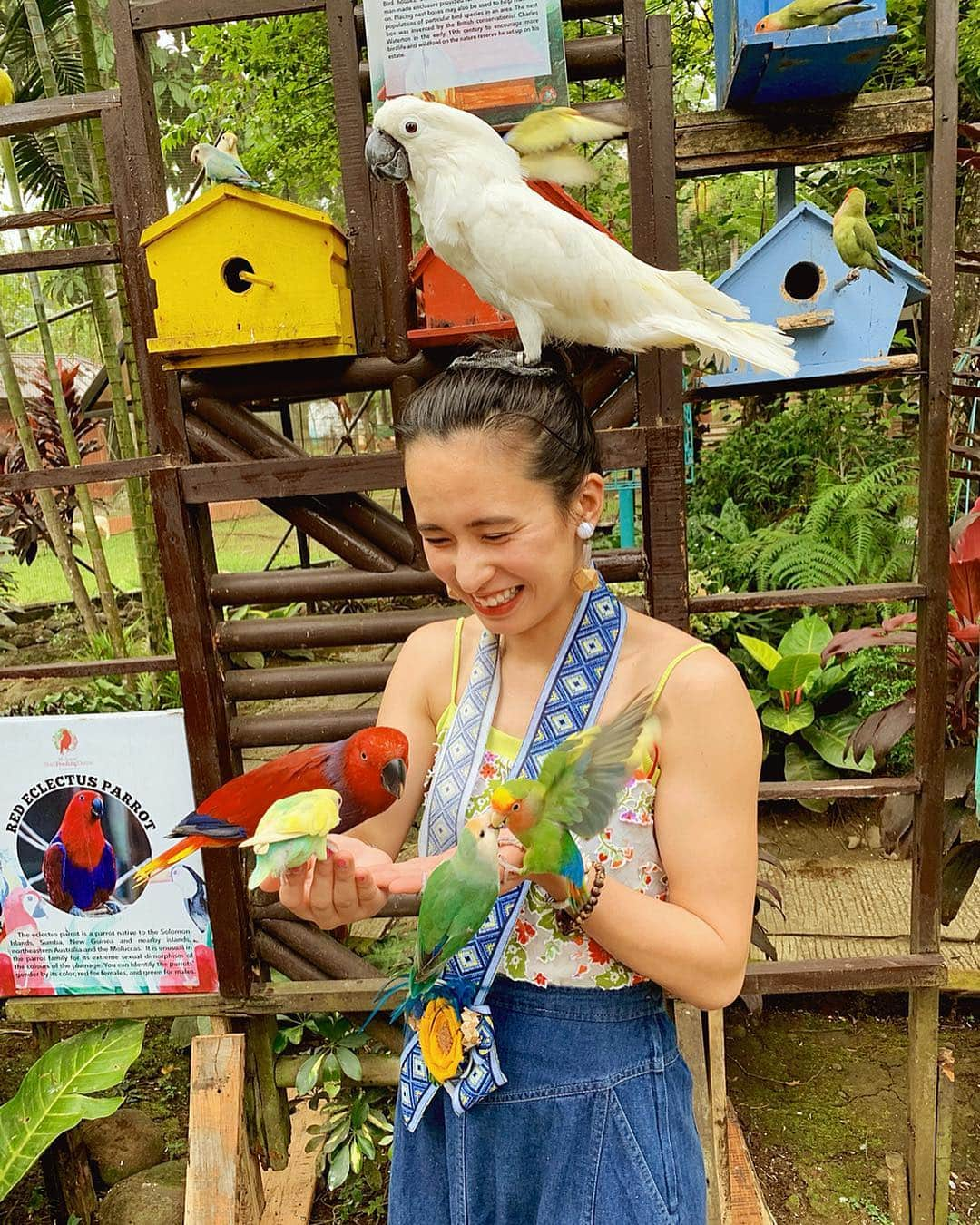 持永真実さんのインスタグラム写真 - (持永真実Instagram)「. 🦉🦜🦅🦆🦃 かわいいでしょ〜😍 Malagos Gardenでカラフルな鳥ちゃんたちと戯れました🌈😆👍🌿 とっっっても興奮して汗だく(笑) #まみtrip #まみinフィリピン #フィリピン #ダバオ #Philippines #Davao #malagosgardenresort #CEBTravelSquadJapan #もっと楽しいフィリピン #フィリピンファンセール」3月25日 19時48分 - mami_mochinaga