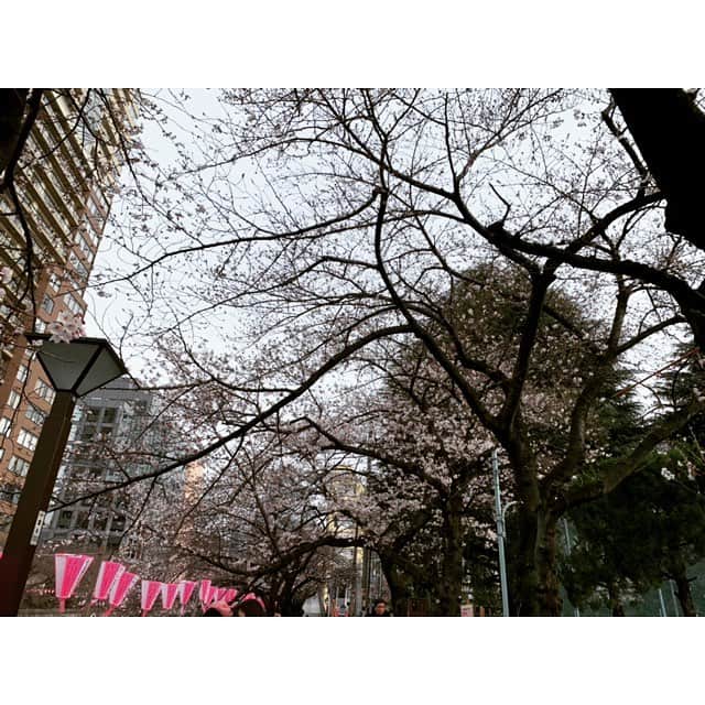 NON-Pさんのインスタグラム写真 - (NON-PInstagram)「今日ゎ、ユウちゃんと一緒に近所の桜道をお散歩しながらスーパーへ🤱🏻☀️🌸 ・ ユウちゃんゎ小さいから埋もれてるし、爆睡してるから、桜なんてちっとも感じれてないけどw ・ 今週末が満開らしーね🌸 でも週末とか夜ゎ、酒が飲みたいだけのパーティー野郎たちが多くなるから嫌だ❌ 住民からすると、ただただ迷惑なんです…💧 ・ ・ #🌸 #sakura #お花見 #お散歩 #抱っこひも #産まれてきてくれてありがとう  #0220 産まれ #👶🏻 #新生児 #baby #boy #papa #mama #family #happy #smile  #友優心 #ゆうしん #yuushin #cute #🤱🏻 #家族 #宝物 #mylove #iloveyou #愛してる」3月25日 20時01分 - nonp_mam