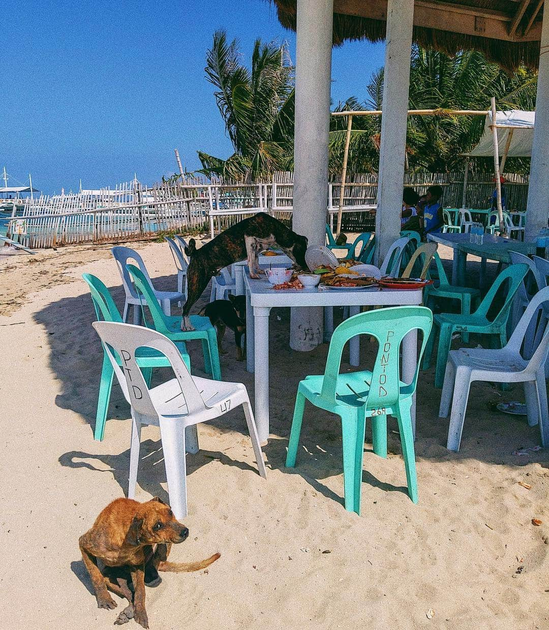 佐々木彩乃さんのインスタグラム写真 - (佐々木彩乃Instagram)「CEBU🌴DAY2 日曜日だったから6時に起きてアイランドホッピングへ。 CORDOVAから船に乗って、 NALUSUAN BEACH→CAOHAGAN BEACH 途中沖で二箇所止まってシュノーケリングもしたんだけど今まで見た事ない量の魚が🐟💞 島は波がなく落ち着いた島でした🌺 CAOHAGANはお土産も沢山あったから現金持ってくといいかも ！ #CEBU #islandhopping #island #cebuphilippines #philippines #alexiastam #セブ島」3月25日 20時05分 - ayano__sasaki