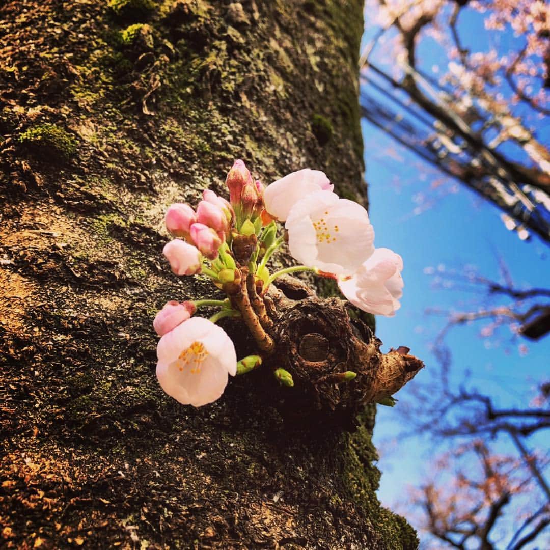 木山裕策さんのインスタグラム写真 - (木山裕策Instagram)「通勤途中に見つけたサクラ🌸 春ですね🌱」3月25日 20時07分 - kiyamayusaku