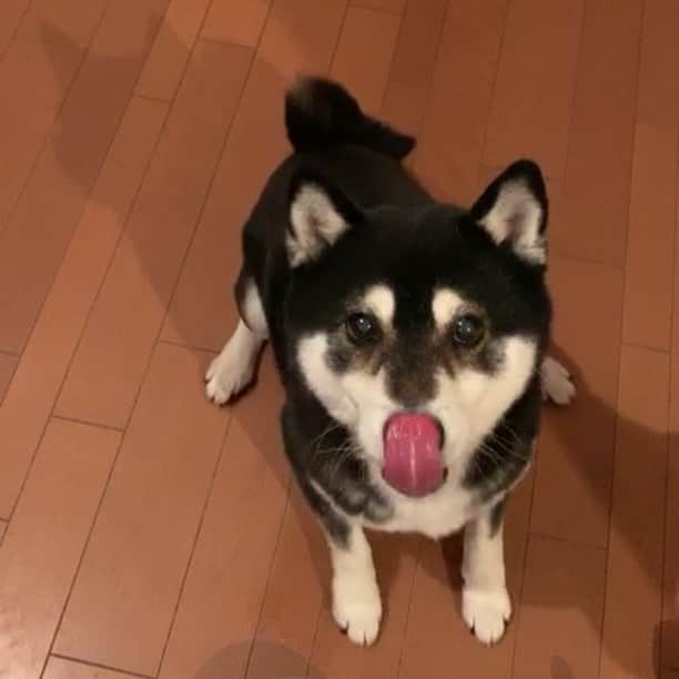 のインスタグラム：「#ごはん待ち柴男子くらぶ #👅 #パタパタ豆 #kuroshiba #blackshiba #shibainu #shibastagram #instadog #dogstagram #柴犬 #黒柴 #黑柴 #日本犬 #癒し犬 #いぬら部 #ふわもこ部 #柴犬部 #モフモフ生命体 #柴犬のいる暮らし #わんこのいる暮らし #わんこのいる生活 #わんこと一緒 #わんダ動 #わんだふるjapan #taptaptap #tapdance #happyfeet」