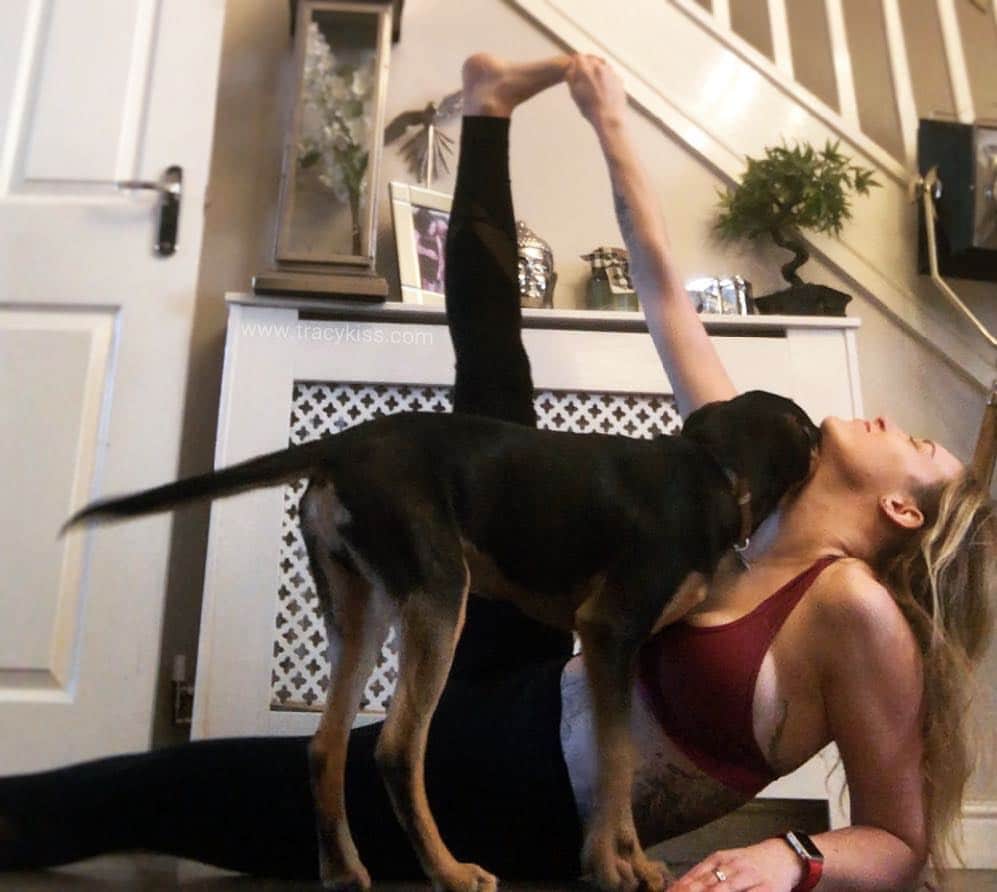 トレーシー・キスさんのインスタグラム写真 - (トレーシー・キスInstagram)「Getting pounced on by an enthusiastic puppy during a stretch is so necessary for motivation my darlings you really have to try it, just the speed of Dukes tail wagging totally motivates me! So this may sound bizarre but I’ve always had a fear of noses - being hit with a ball on the nose, having somebody touch my nose or being touched by somebody else’s nose really freaks me out and is a condition called rhinophobia. Noses are so fragile, soft and squishy (not to mention wet on animals) and I do everything that I can to avoid them - so you can imagine how freaked out I was about having nose surgery last year - but I’m so pleased with my results and my ability to breathe properly for the first time in my life. My puppy Duke however is obsessed with rubbing his nose all over me, as you can see, he tries to put his nose into my ears and mouth whenever he gets near me and I squeal and run away. What are your phobias? ------------------------ #lovehim #puppy #rhodesianridgeback #stretch #tracykiss #girlswithmuscles #bodygoals #femaleempowerment #muscles #booty #tattoo #healthy #bodytransformation #inspiration #wcw #motivation #ootd #fashion #weightloss #fitness #weightlossjourney #girlpower #thick #ootn #lotd #veganism #girl #gym #bodybuilding #vegan」3月25日 20時17分 - tracykissdotcom