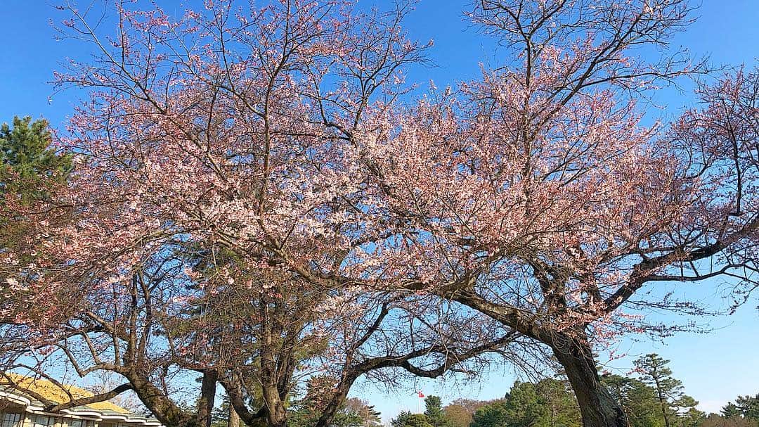 西山真以さんのインスタグラム写真 - (西山真以Instagram)「* 約1ヶ月ぶりのラウンド。  敷地内の桜もあちこち咲き出していたので、ゴルフをしながらお花見もできました🌸 . ウェアはNavy×White×Redのトリコロールカラー。 そういえば、先日撮影で着させてもらった @barnyardstorm から新たに発売される春夏物のゴルフウェアライン、とっても可愛かったので楽しみです♬  しかしゴルフって本当に難しく奥深い。  #golf  #hanami #花見ゴルフ #🌸」3月25日 20時27分 - mai0830