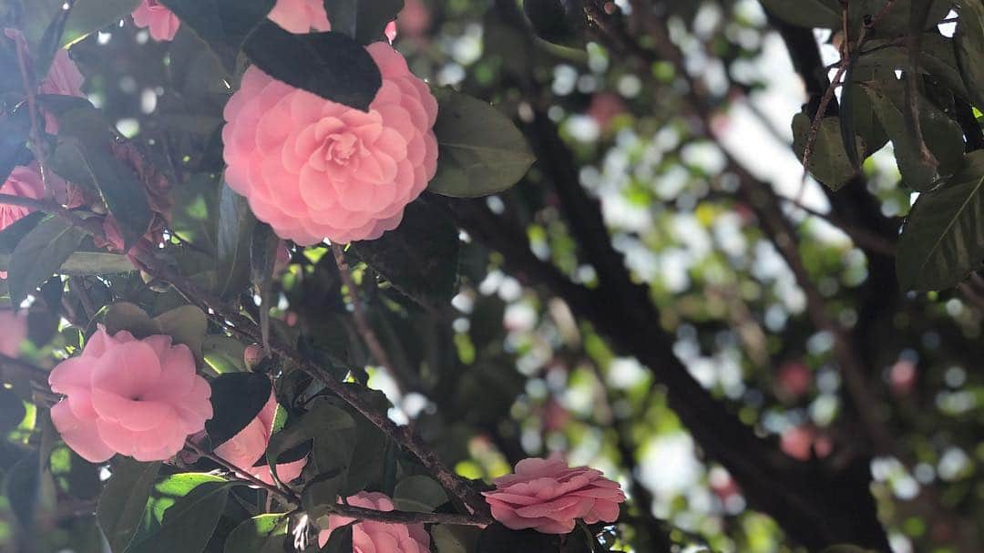 西山真以さんのインスタグラム写真 - (西山真以Instagram)「* 約1ヶ月ぶりのラウンド。  敷地内の桜もあちこち咲き出していたので、ゴルフをしながらお花見もできました🌸 . ウェアはNavy×White×Redのトリコロールカラー。 そういえば、先日撮影で着させてもらった @barnyardstorm から新たに発売される春夏物のゴルフウェアライン、とっても可愛かったので楽しみです♬  しかしゴルフって本当に難しく奥深い。  #golf  #hanami #花見ゴルフ #🌸」3月25日 20時27分 - mai0830