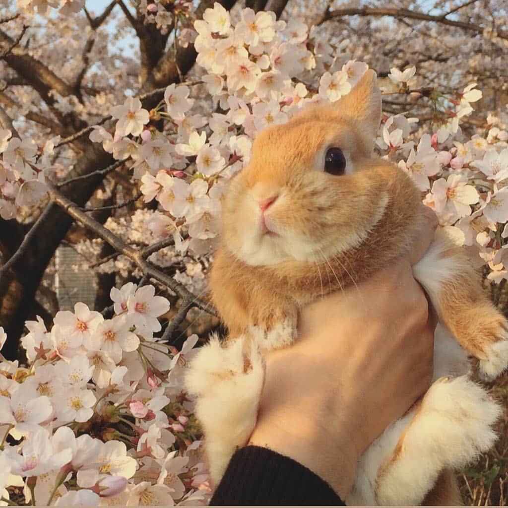 のインスタグラム：「* * 去年の桜🌸 * 今年も絶対一緒に見ようね🌸 絶対だよ🌸 約束ね🌸 * * #うさぎ#ネザーランドドワーフ#ふわもこ部#rabbit#lapin#cutepetclub#WeeklyFluff #bunnystagram#rabbitstagram#instapet #桜 #20190325」