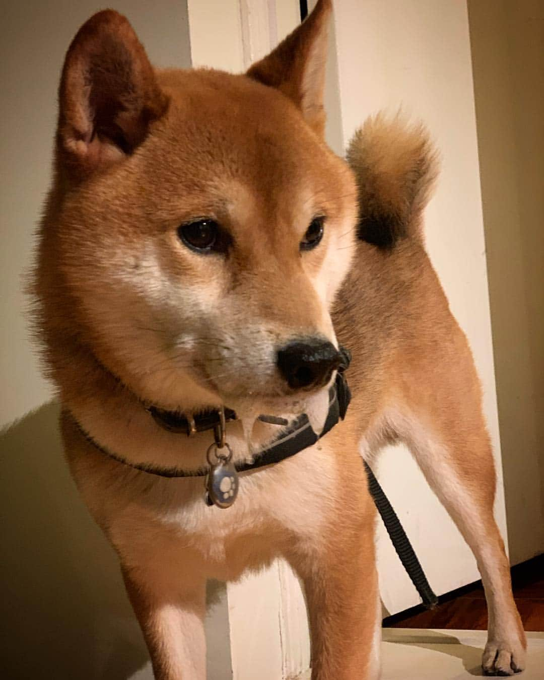 Shibainu Pontaさんのインスタグラム写真 - (Shibainu PontaInstagram)「When Ponta back to see his friend @bentleyy_the_corgi 🙈 いっつもこうなる。ベトベト😟 . #柴犬#ぽん太#メルボルン#オーストラリア#ふわもこ部#Melbourne#Australia#shiba#shibainu#ponta#kawaii#inu#Japanesedog#海外生活#doggy#日本#墨爾本#shiba_snap」3月25日 20時36分 - pontasyk