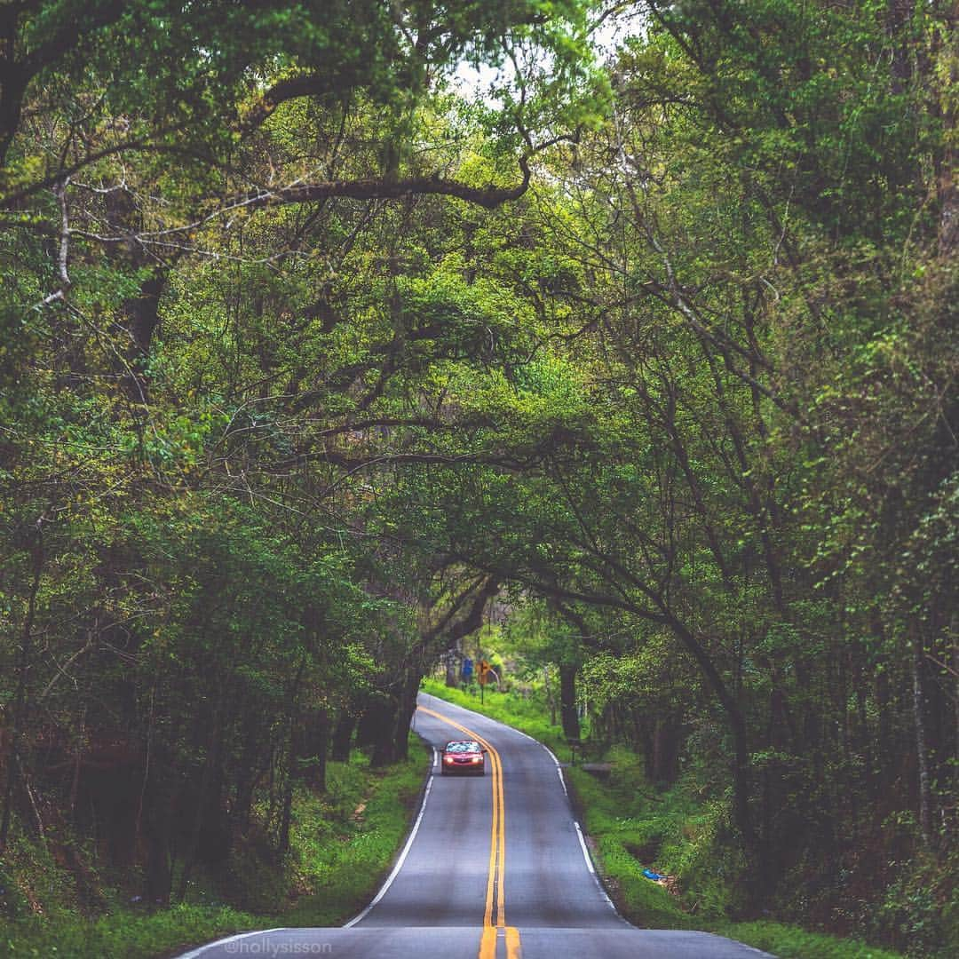 Holly Sissonさんのインスタグラム写真 - (Holly SissonInstagram)「Loved this canopy covered road in Tallahassee! @VisitFlorida #LoveFL #LiveAmplified @Visit_Tally #iHeartTally #MiccosukeeCanopyRoadGreenway ~ Canon 1D X MkII + 70–200 f2.8L IS MkII @  f2.8 200mm (See my bio for full camera equipment information plus info on how I process my images. 😊) ~ #pickmotion」3月25日 20時44分 - hollysisson