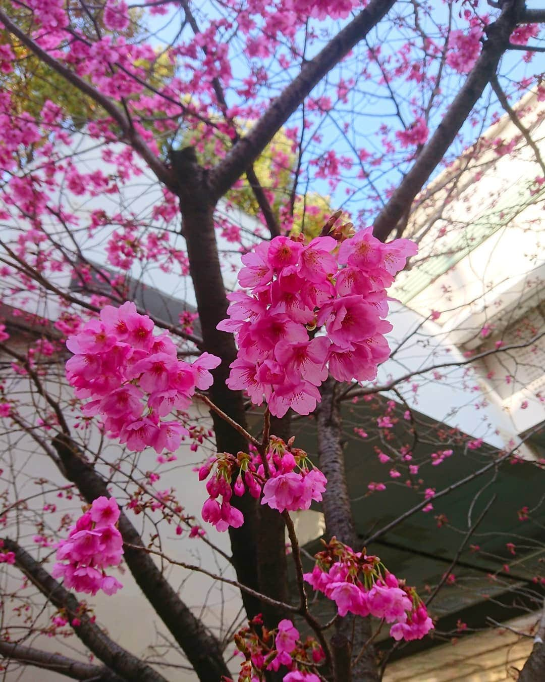 nest hairsalonさんのインスタグラム写真 - (nest hairsalonInstagram)「元町 河岸通りの 「横浜緋桜」が綺麗です。 濃いピンクがとても華やか。  この横浜緋桜、横浜市には広く植栽されているそうです。  横浜緋桜とは... 昭和４７年ごろ、早咲き種の鮮やかな紅色の寒緋桜（かんひざくら）と病気に強い山桜（兼六園熊谷（けんろくえんくまがい）という種類）を交配させたそれぞれの系統の利点を備えた丈夫で美しい桜。 　昭和６０年１月、その桜は、横浜の名を冠し、花の色の特徴を表す，「横浜緋桜」と名付けられた。 (横浜市環境創造局ページより)  やっぱり桜はいいですね。 この辺りではソメイヨシノも三分咲きくらいかな。 満開が楽しみ🌸  #横浜美容室#ヘアサロン#ヘアエステ#美容室#ヘアアレンジ#ヘアアレンジ解説#ヘアアレンジプロセス#簡単アレンジ#まとめ髪#ヘアスタイル#桜#横浜緋桜#横浜#石川町#元町#nest#nesthairsalon#スタッフ募集#アシスタント募集」3月25日 20時50分 - nest_hairsalon