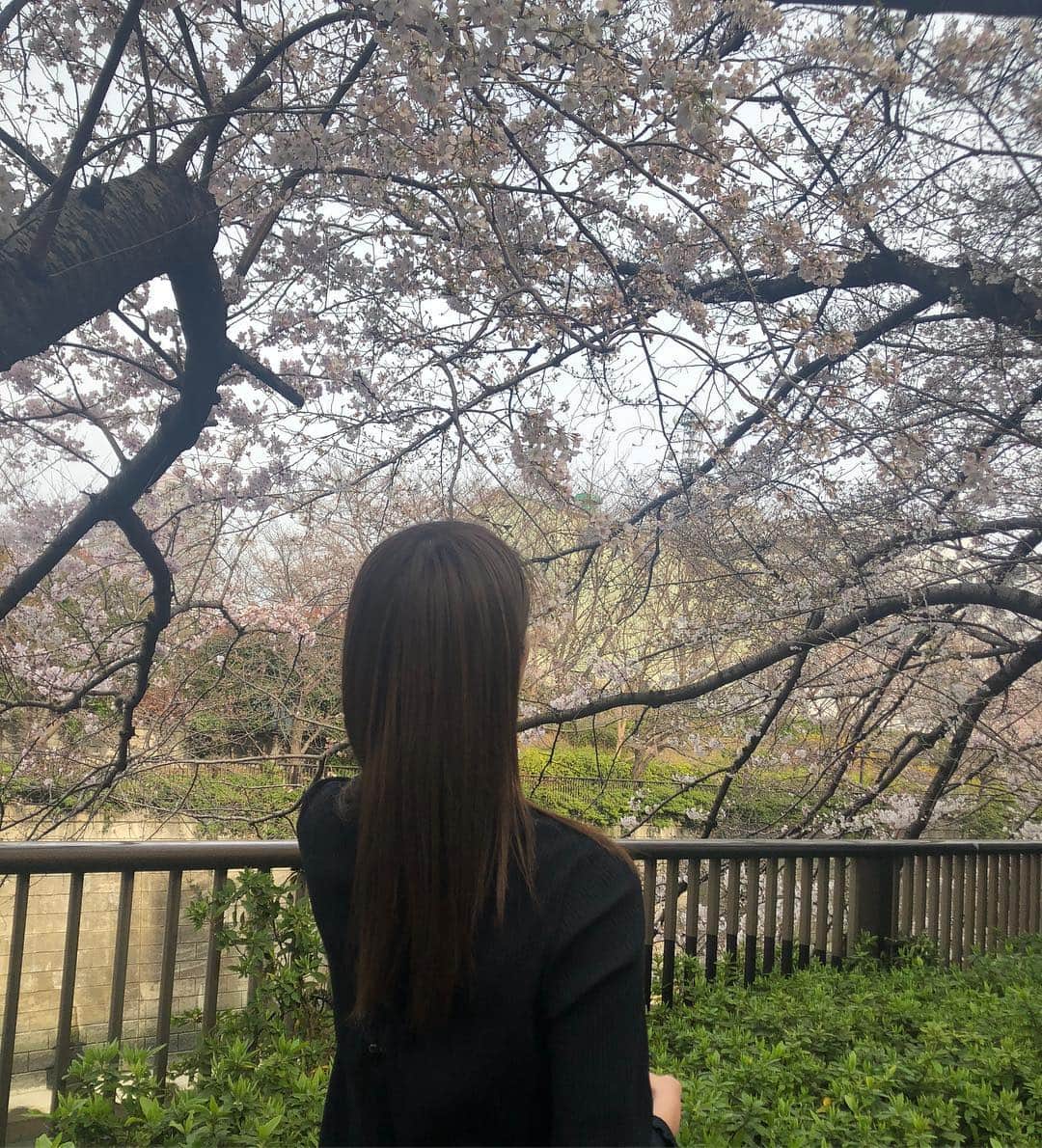 佐藤晴美さんのインスタグラム写真 - (佐藤晴美Instagram)「みんなも、お花見がてら、 遊びに来てね💓」3月25日 20時51分 - sato_harumi__official