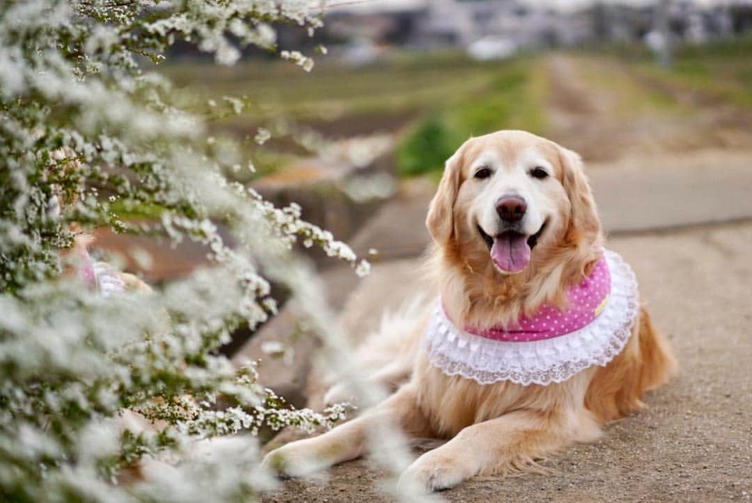 まゆみさんのインスタグラム写真 - (まゆみInstagram)「。 。 ユキヤナギ横pic 😂 。 見てくれてありがとう❤️ 。 。 #犬撮り #晴れた日の写真は難しい #私的には曇天が最高 。 。 #ゴールデンレトリバー#goldenretriever#dog#犬#あーるん#golden#retriever#doglover#insta_dog#ぺんぺん子ちゃん#welovegoldens#Instagram#Instagramjapan#Instagramdogs#9gag#dogstagram#dogsofinstagram#dogs#doggy」3月25日 21時04分 - aarun_evolution