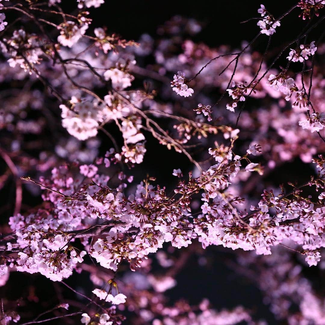 八芳園さんのインスタグラム写真 - (八芳園Instagram)「【美食縦断  夜桜&東京ワイナリー&江戸野菜】  八芳園の庭園にある別館 白鳳館。 専用前庭の染井吉野も開花が進んできました。 ※写真は昨晩の様子です。  こんな夜桜を見ながら、 日本列島の美味しいものを味わいつくす、そんな想いでスタートした美食縦断。  今年は「大江戸」をテーマに、東京初のワイン醸造施設「東京ワイナリー」と、江戸野菜の栽培に励む「小坂農園」がコラボレーション。  当日は東京ワイナリーの越後屋さんにもお越し頂き直接、お話を伺います。  八芳園が誇る別館「白鳳館」の料理の技も、大江戸の美味を再発見する一夜に華を添えます。  夜桜と東京ワインと江戸野菜を 粋に味わうひと時をお過ごしください。 ［ご予約］ https://passmarket.yahoo.co.jp/event/show/detail/01g5np104vpbx.html  https://restaurant.ikyu.com/rsSd/main/script/planU.asp?rstId=101346&planNo=10818187&visitDate=2019-03-29&visitTime=19:00&tNum=2 ［八芳園 Spring  Festiva2019 粋］ http://www.happo-en.com/event/springfestival2019/  #八芳園  #夜桜 #ライトアップ #染井吉野 #桜 #東京ワイナリー #ワイン #江戸野菜 #小坂農園 #美食 #美食縦断 #粋 #八芳園粋 #白鳳館 #庭園 #日本庭園  #happoen #sakura #wine #tokyo #garden」3月25日 21時04分 - happoen