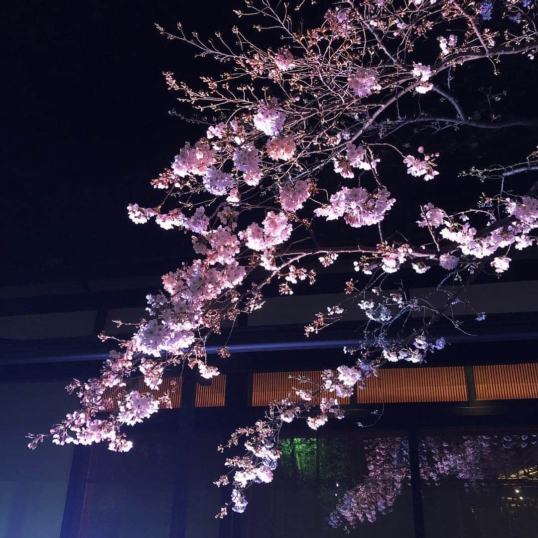 八芳園さんのインスタグラム写真 - (八芳園Instagram)「【美食縦断  夜桜&東京ワイナリー&江戸野菜】  八芳園の庭園にある別館 白鳳館。 専用前庭の染井吉野も開花が進んできました。 ※写真は昨晩の様子です。  こんな夜桜を見ながら、 日本列島の美味しいものを味わいつくす、そんな想いでスタートした美食縦断。  今年は「大江戸」をテーマに、東京初のワイン醸造施設「東京ワイナリー」と、江戸野菜の栽培に励む「小坂農園」がコラボレーション。  当日は東京ワイナリーの越後屋さんにもお越し頂き直接、お話を伺います。  八芳園が誇る別館「白鳳館」の料理の技も、大江戸の美味を再発見する一夜に華を添えます。  夜桜と東京ワインと江戸野菜を 粋に味わうひと時をお過ごしください。 ［ご予約］ https://passmarket.yahoo.co.jp/event/show/detail/01g5np104vpbx.html  https://restaurant.ikyu.com/rsSd/main/script/planU.asp?rstId=101346&planNo=10818187&visitDate=2019-03-29&visitTime=19:00&tNum=2 ［八芳園 Spring  Festiva2019 粋］ http://www.happo-en.com/event/springfestival2019/  #八芳園  #夜桜 #ライトアップ #染井吉野 #桜 #東京ワイナリー #ワイン #江戸野菜 #小坂農園 #美食 #美食縦断 #粋 #八芳園粋 #白鳳館 #庭園 #日本庭園  #happoen #sakura #wine #tokyo #garden」3月25日 21時04分 - happoen