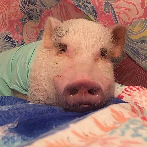 Priscilla and Poppletonさんのインスタグラム写真 - (Priscilla and PoppletonInstagram)「Pig-a-boo! I see you peeking, Pop! Our camping week may be over, but we get to go see all our first grade friends today. Come on, and get up!#mondaymood #lazypig #SillyPop #backtoschool #lillypulitzer #happycamper #PrissyandPop」3月25日 20時58分 - prissy_pig
