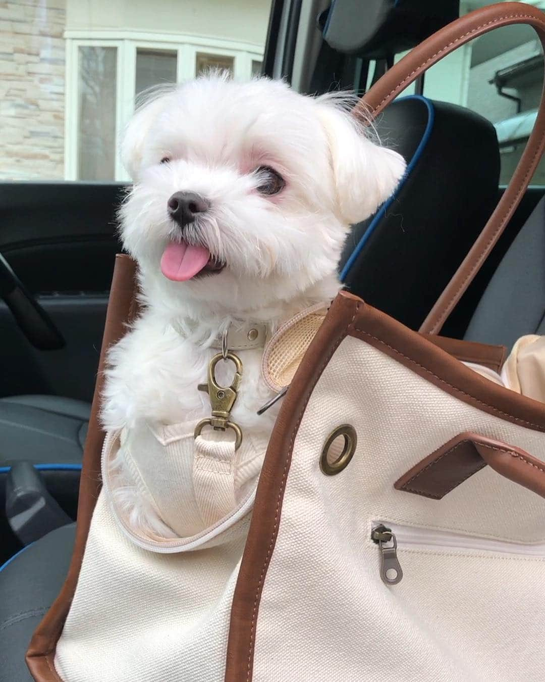 マルチーズ兄妹♡おかゆとおもちさんのインスタグラム写真 - (マルチーズ兄妹♡おかゆとおもちInstagram)「…👜💕🐶 . 新しいお出掛け用キャリーバッグだよ〜🤩 @citydog_official  男性でも似合うシンプルなデザインだし、 もっち、パパとふたりでデートしよっかー🐶💕🙋‍♂️ . . もっち、早くもお気に入り😍 上手にバッグイン‼️👏😆 暖かくなってきたので、お出掛け楽しみやね🐶🌸🐶 . ちなみに、おかゆはこんな軽やかにバッグインできません🤣 . . .. #maltese #malteseofinstagram #happydog #dogsmile #doglove #doglover #dogstagram #instadog #lovedogs #ilovemydog #cutedog #dogoftheday #instapet #말티즈 #fluffypack . #okayusan #マルチーズ #犬バカ部 #白い犬 #わんこ #愛犬 #犬のいる暮らし #エブリドッグ  #わんことお出かけ  #マルチーズ兄妹  #キャリーバッグ . .」3月25日 21時22分 - okayusan20150421