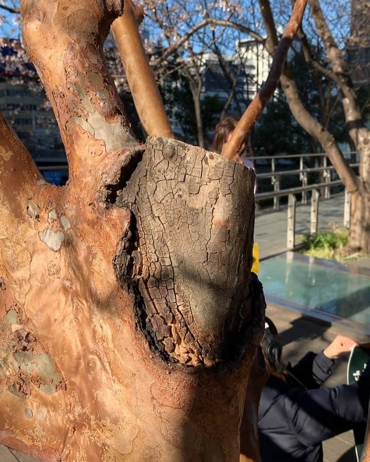 西村まどかのインスタグラム：「私のカメラワーク特集🤤🤟 意外と悪くない😏← 開花宣言🌸も無事されて、過ごしやすい日になってきましたね！ 出会いと別れの4月！みなさんも心新たに頑張りましょー！ #西村まどか #お天気お姉さん #シューイチ #靖國神社での開花宣言 #日本は平和です #無事五輪見つかったようですね #はっぴー」