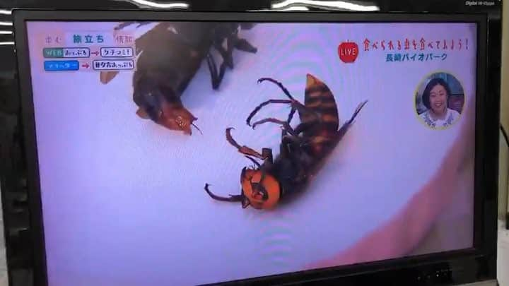 染矢すみれのインスタグラム：「〻 スズメバチをいただきました🐝 . 中継でなければ絶対ムリでした🐝 . ディレクターが「尊敬します」というメッセージとともに動画を送ってくれました🐝 . 会う人会う人にしばらく褒めてもらえました🐝笑 . バイオパークでは来月まで「食べられる昆虫展」開催中です🐝」