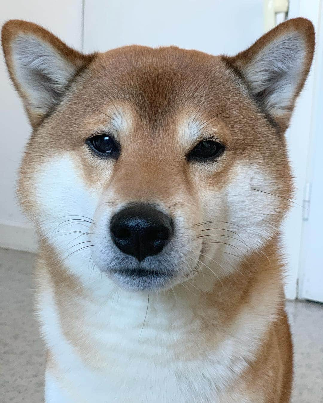 ?Fricko the Shiba Inu?さんのインスタグラム写真 - (?Fricko the Shiba Inu?Instagram)「I can feel you pain hoomans, Monday sucks😑 😭 • • • •  #Fricko #🐶 #☀️ #shiba #shibainu #dog #柴犬 #赤柴  #adorable #shibalovers #shibaholics  #dogoftheday  #weeklyfluff #aww #dogstagram  #dogscorner #puppiesofinstagram #shibapuppy」3月25日 21時30分 - umigiva