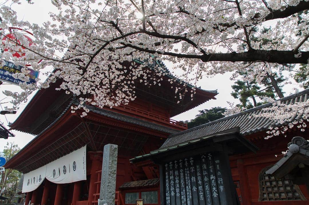 東京プリンスホテルさんのインスタグラム写真 - (東京プリンスホテルInstagram)「A temple and cherry blossoms are the perfect scenery of Japanese spring. ⠀⠀⠀⠀⠀⠀⠀ お寺と桜の２ショットは日本の春ならではの風景です。 ⠀⠀⠀⠀⠀⠀⠀ Share your own images with us by tagging @tokyoprincehotel ————————————————————— #tokyotower #tokyoprincehotel #princehotels #tokyo #japan #beautifulhotels #tokyohotel #東京 #东京 #도쿄 #tokio #tokyoprince」3月25日 21時32分 - tokyoprincehotel