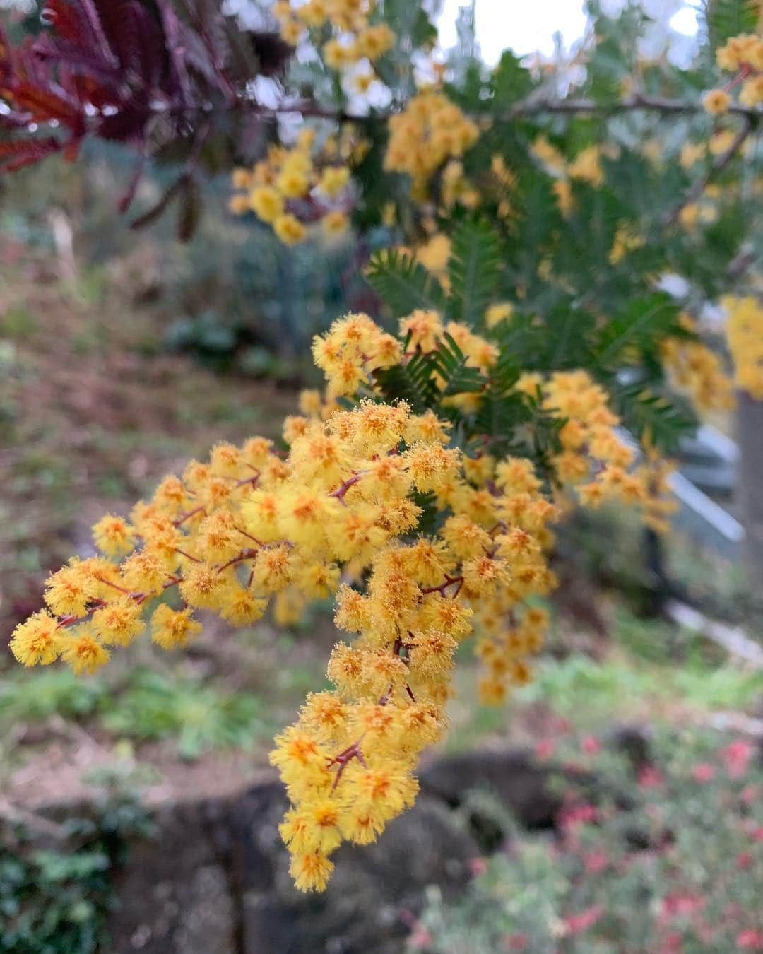 風間ゆみえのインスタグラム：「南のお庭便り  3月23日曇り☁️ #葉山」