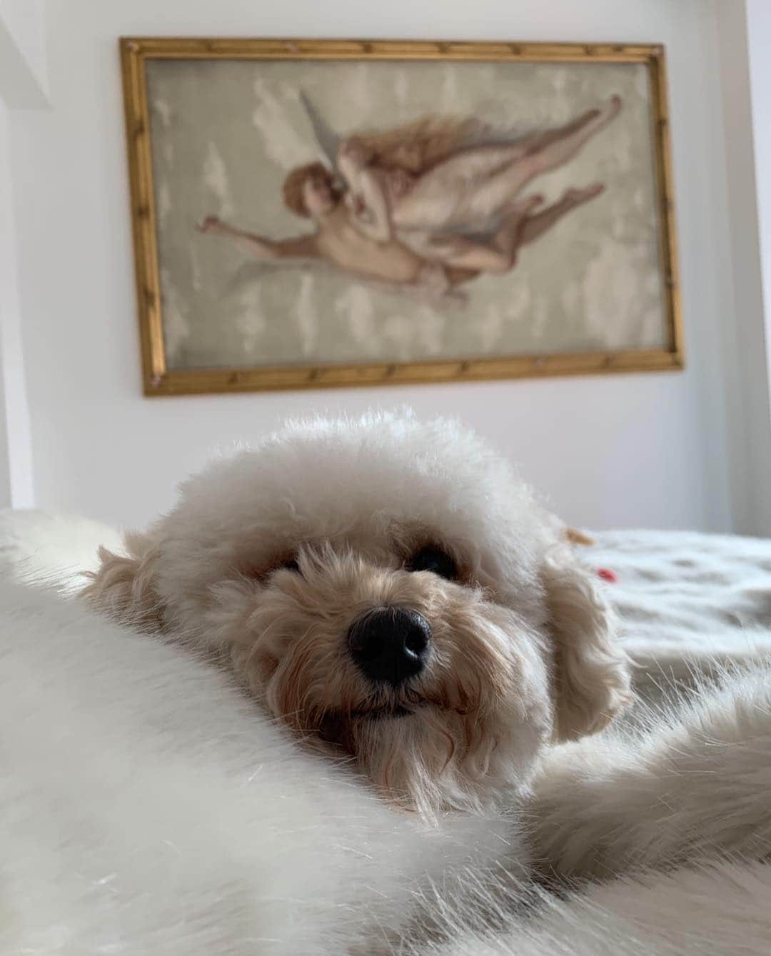 クリスティ・ブリンクリーさんのインスタグラム写真 - (クリスティ・ブリンクリーInstagram)「Well look who’s the Sleepyhead!  #chesterbrinkley #itsadogslife #rescuepup #fauxfur #nobodyneedsrealfur」3月25日 21時45分 - christiebrinkley