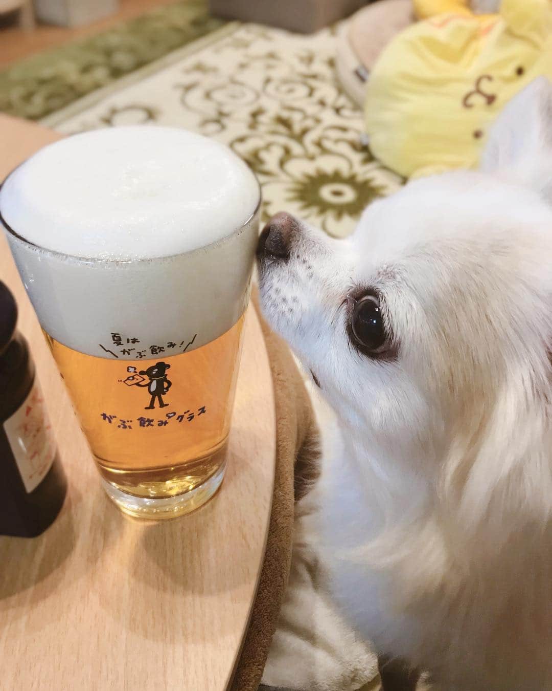 ∞maki∞??????さんのインスタグラム写真 - (∞maki∞??????Instagram)「2019.3.25 デコ♡フワ♡ピノ♡サラ♡オミ♡ ・ ・ プレミアムモルツ😋🍺✨ 神泡〜〜☁️💖✨ ・ ・ #みんなのウマウマじゃないとすぐ気づかれた😅#泡がふわふわ〜☁️ #プレミアムモルツ#神泡#神泡サーバー#動画#Movie#dog#Chihuahua#Chihuahualove#Chihuahualife#instaChihuahua#photooftheday#IGersJP#west_dog_japan#all_dog_japan#happy#cute#love#犬#愛犬#チワワ#ロングコートチワワ#多頭飼い#可愛い#癒し#幸せ#仲良し#Goodnight#おやすみ」3月25日 21時52分 - maki_dfpso