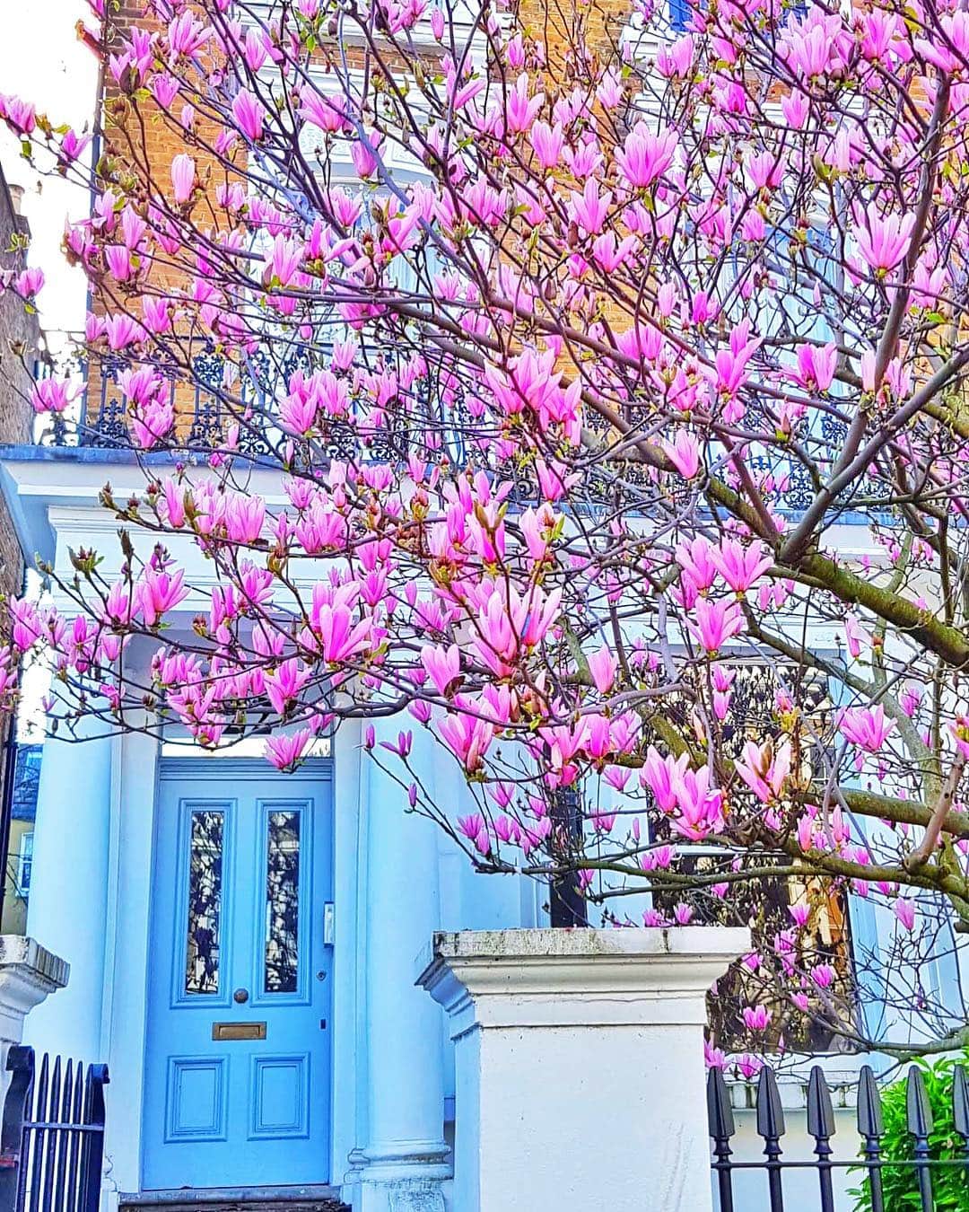 Seyda♥ Travel & Natureのインスタグラム：「Spring 🌸 is here in #london #seydauk」