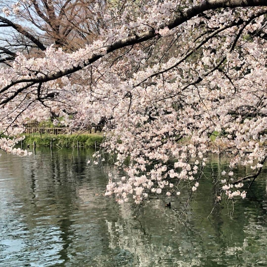 加藤美祐さんのインスタグラム写真 - (加藤美祐Instagram)「はなちゃんも連れてお花見🍡 彩り豊かな春は美しい🌸 ポカポカできもちよかったなぁ〜！ はなちゃんもいっぱい散歩できて嬉しそうだった☺️ #お花見 #お散歩 #cherryblossom #flowers #いぬバカ部 #いぬのいる暮らし #犬なしでは生きていけません会 #犬好きさんと繋がりたい #dogstagram #poodle #poodlemix #instadog #doglovers  #mixdog #mixdogstagram #dogsofinstagram #dogs_of_instagram」3月25日 22時04分 - muwkato