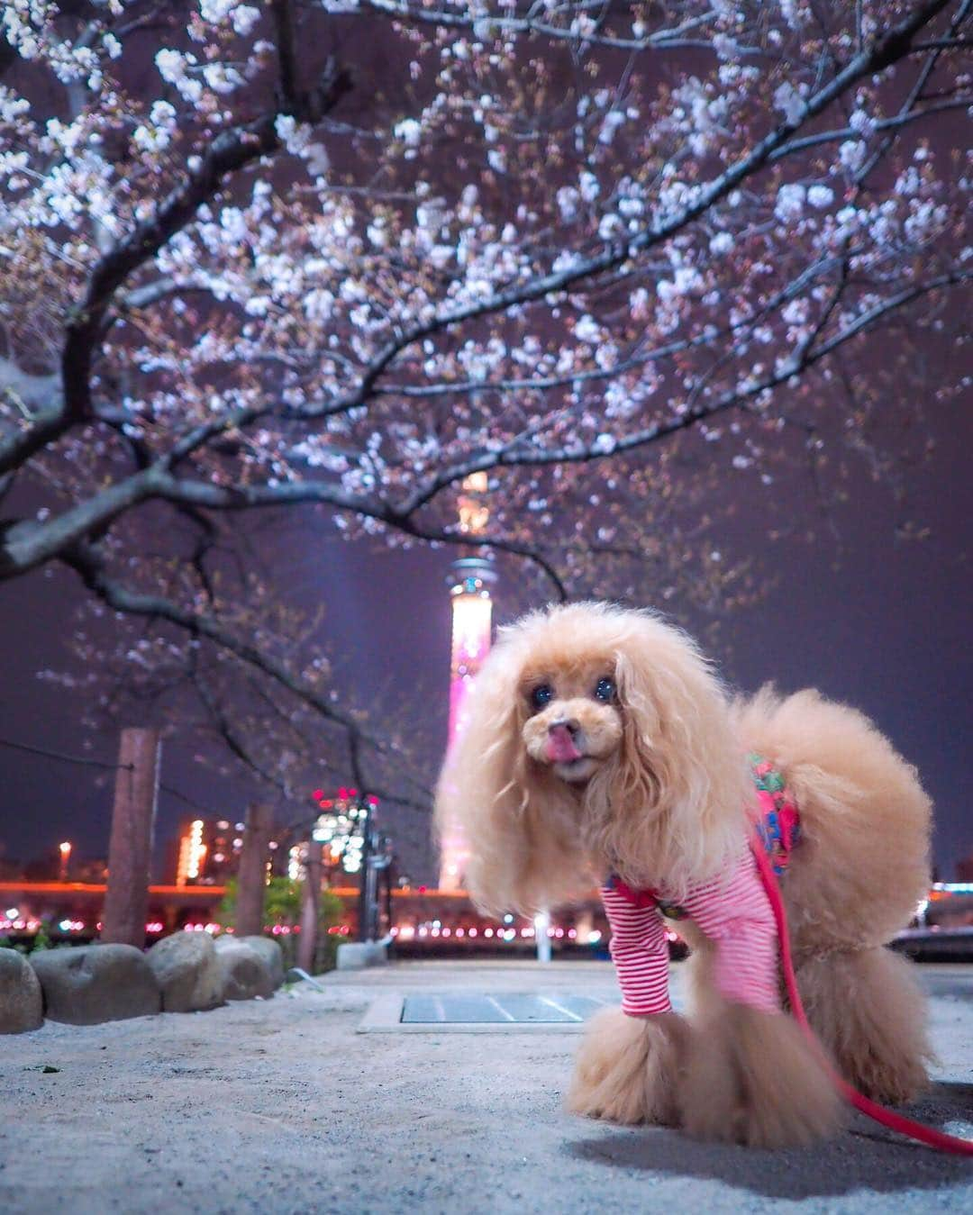 Toypoodle Mikuru?Asakusa Tokyoさんのインスタグラム写真 - (Toypoodle Mikuru?Asakusa TokyoInstagram)「20190325 Monday. Goodnight 🌸 スカイツリー✖️三春の滝桜✖️桃尻 今年は菜の花も復活😄 枝垂は週中くらいが見頃かな？ ソメイヨシノは3分咲きくらいかな？ . #三春の滝桜 #tokyoskytree #桃尻コラボ . 今日は疲れたぁ🥺 寝よう👋🏻」3月25日 22時05分 - purapura299