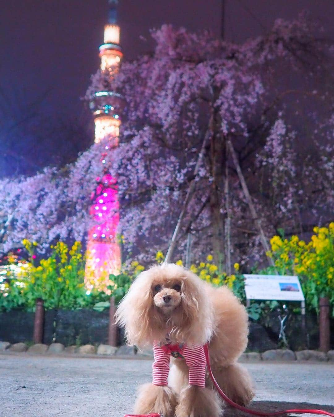 Toypoodle Mikuru?Asakusa Tokyoさんのインスタグラム写真 - (Toypoodle Mikuru?Asakusa TokyoInstagram)「20190325 Monday. Goodnight 🌸 スカイツリー✖️三春の滝桜✖️桃尻 今年は菜の花も復活😄 枝垂は週中くらいが見頃かな？ ソメイヨシノは3分咲きくらいかな？ . #三春の滝桜 #tokyoskytree #桃尻コラボ . 今日は疲れたぁ🥺 寝よう👋🏻」3月25日 22時05分 - purapura299