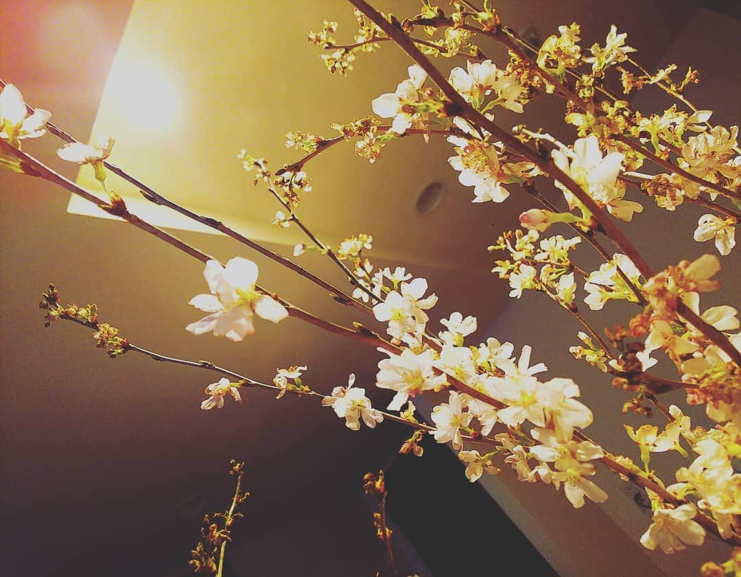 土屋太鳳さんのインスタグラム写真 - (土屋太鳳Instagram)「日本に帰ってきました！ 怒濤の２日間。 三時間くらいしか眠ってない…笑 でも 本当に素敵だった。 絶対にまた行きたいし 行けて本当に良かった…！ どこへ行って何をしたかは またお知らせしますね😊 帰ったら一足先に 家のなかで桜が咲いてました🌸✨✨ さて、荷ほどきだー💦」3月25日 22時17分 - taotsuchiya_official