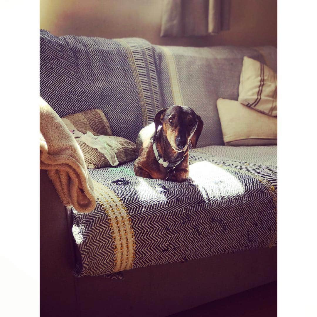 のインスタグラム：「Cheeky sausage. . . . . #dachshund #dachshundsofinstagram #bentleythesausage #myboy #lovemydog #cheeky #cutie #sunshine #happy」