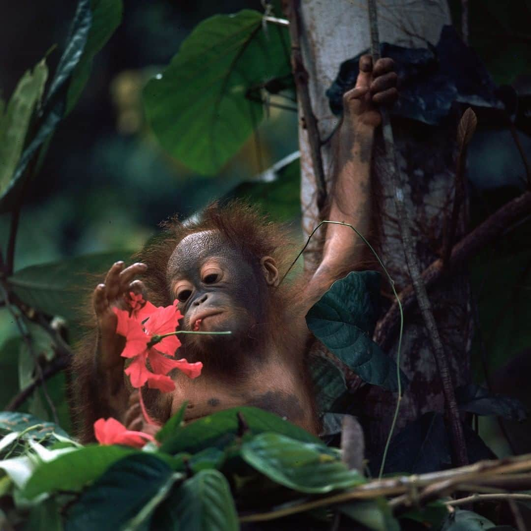 lifeさんのインスタグラム写真 - (lifeInstagram)「From the March 28, 1969 issue of LIFE, 50 years ago this week - this image ran on the cover - "VANISHING WILDLIFE: THE THREATENED ORANGUTAN." According to LIFE, "Extinction threatens our red-haired kin of the rain forest. Photographed by Co Rentmeester, a hide-and-seek bluff who hurls threats and branches. The story was written by David Agee Horr. (Co Rentmeester—The LIFE Picture Collection/Getty Images) #thisweekinLIFE #1960s #Orangutans」3月25日 22時18分 - life